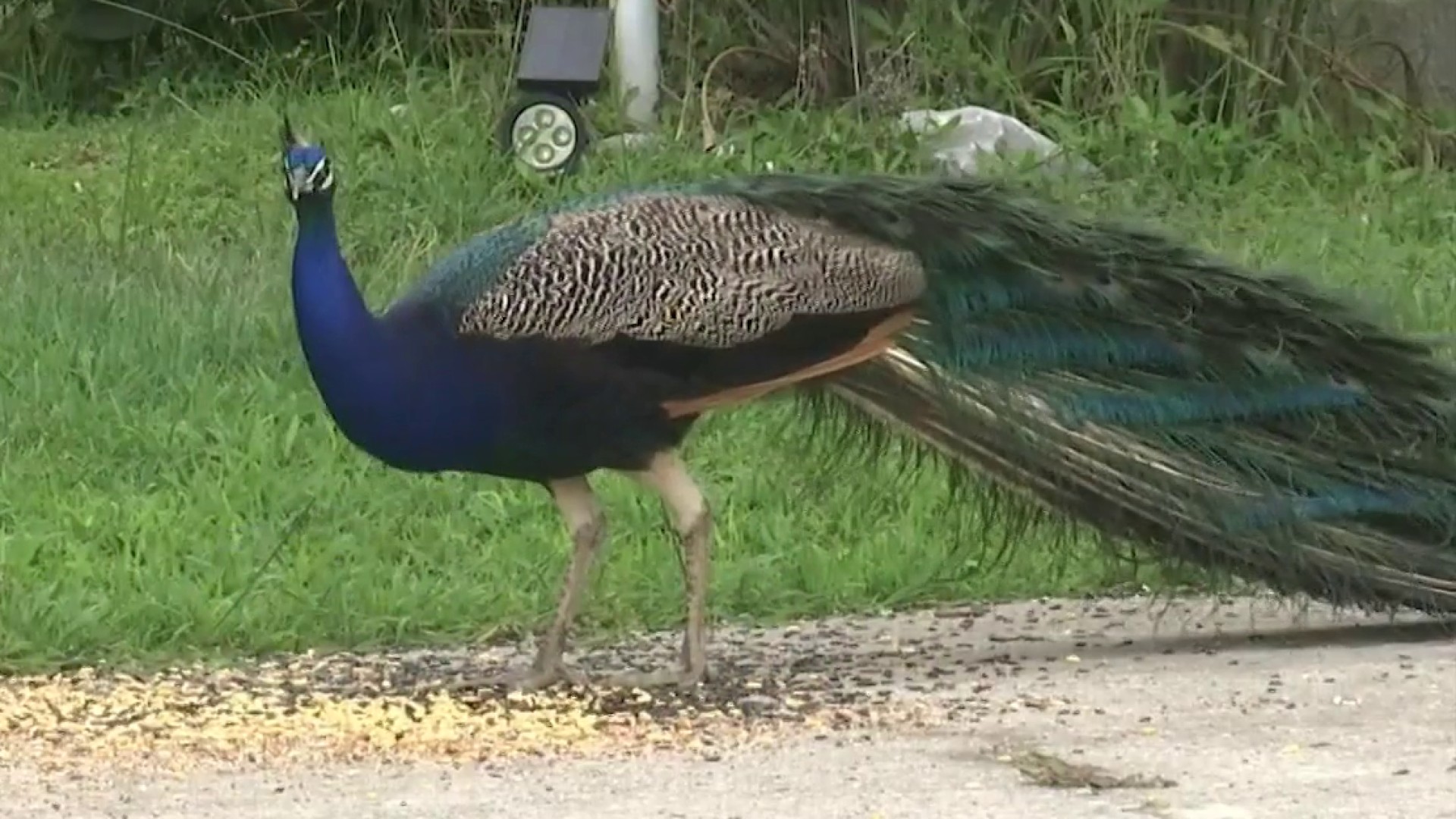 Green Bay family finds domesticated peacock in backyard, looking for owner