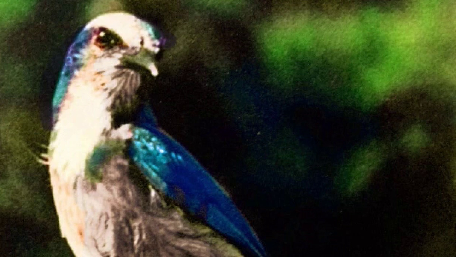 How one woman's hatred clipped the Florida scrub-jay's wings and