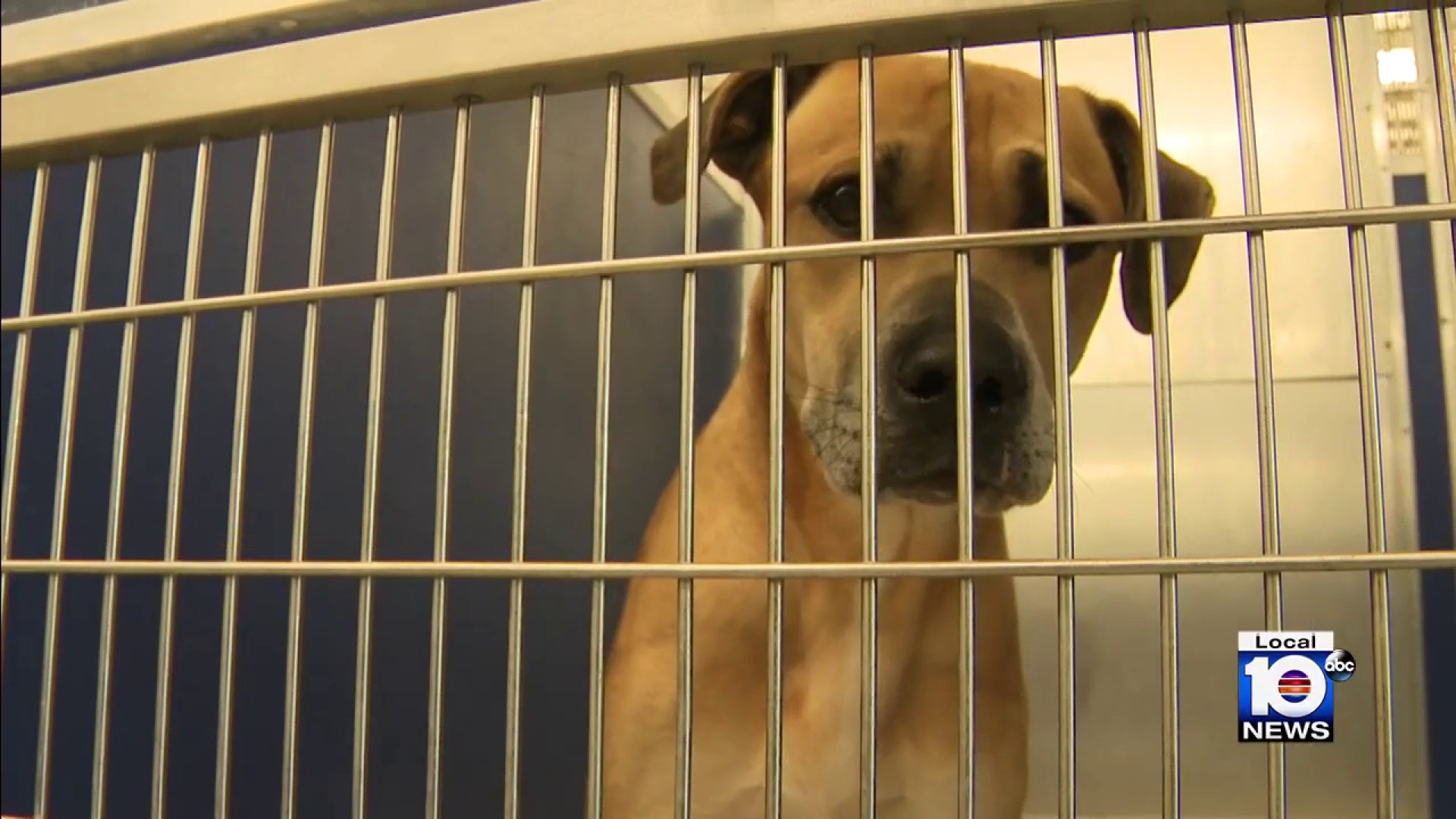 Animal shelter's plea: 'If you can think about adopting come in now'