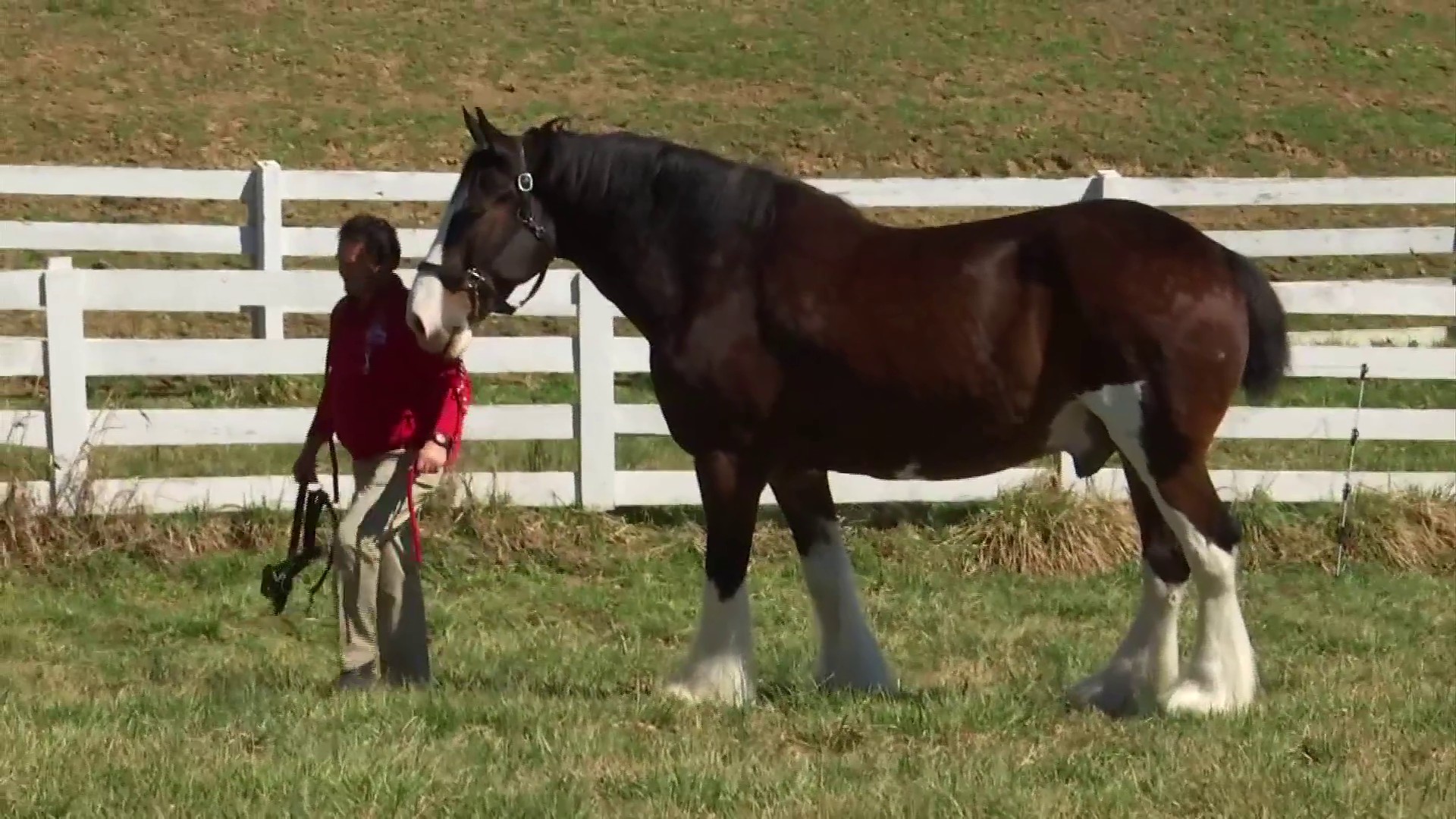 Budweiser Clydesdales Opening Day, this is a special moment