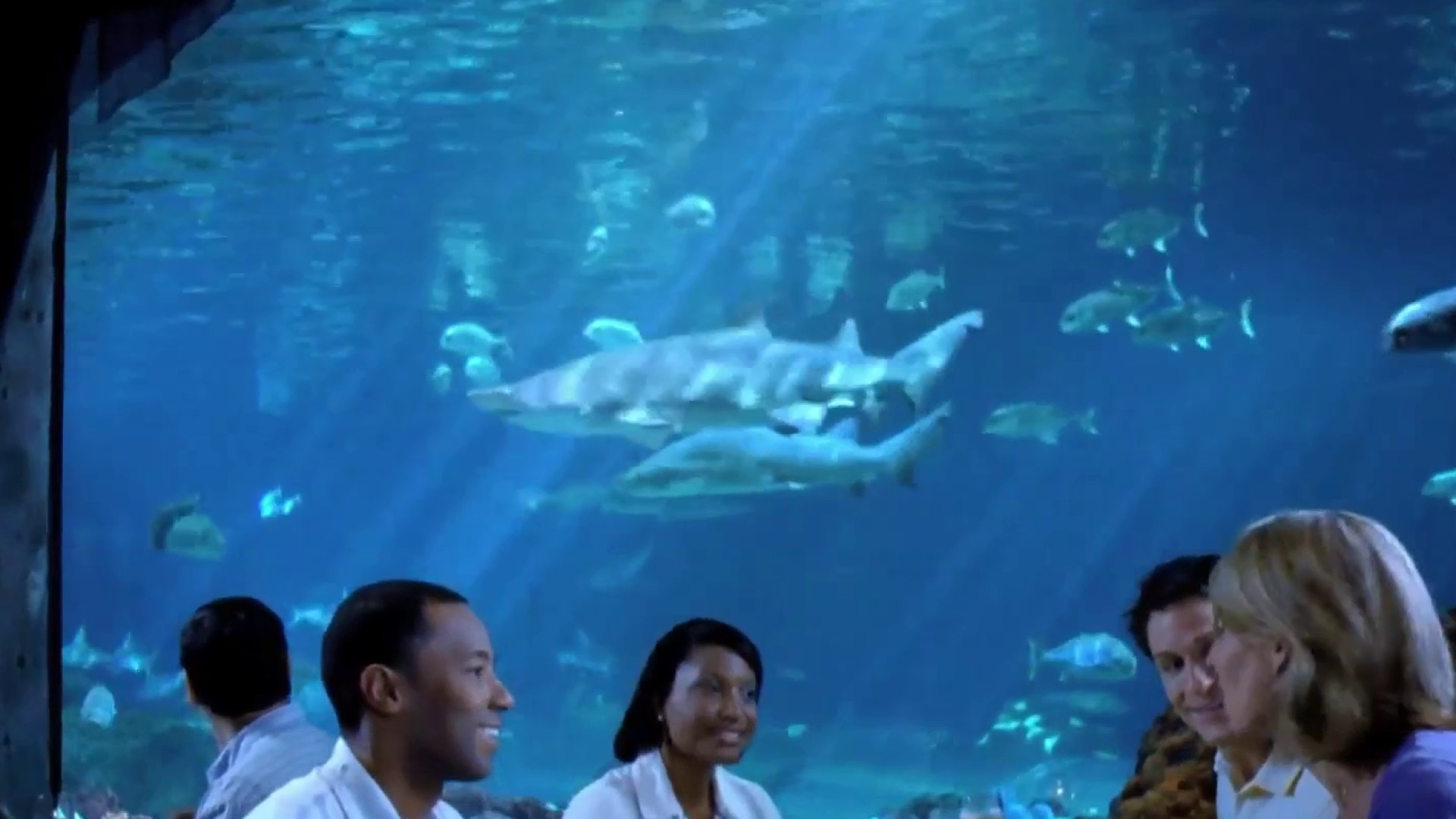 Summer of Sharks at SEA LIFE - Insight News Events