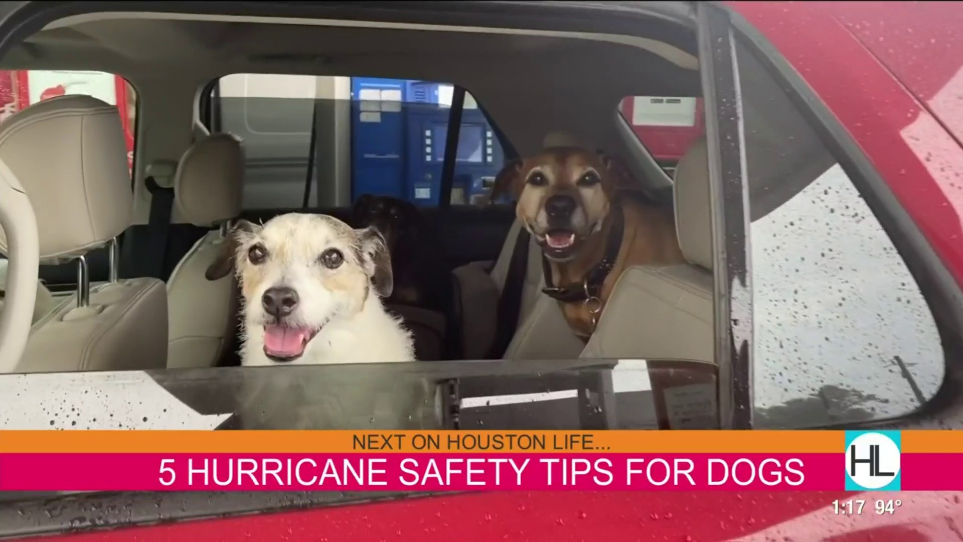 can dogs keep you safe