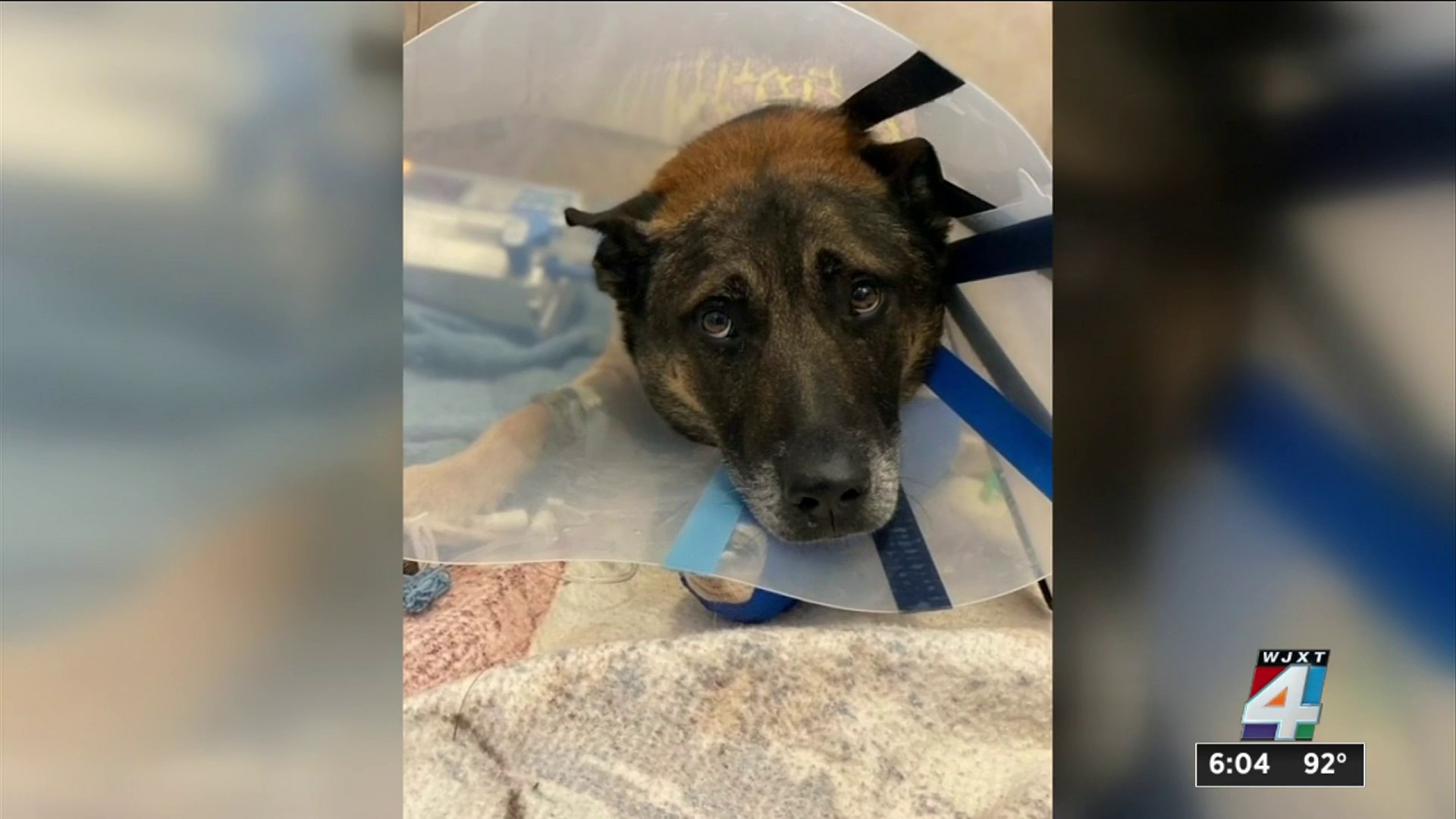 Vet tech's dog donates blood to save K-9's life after shooting
