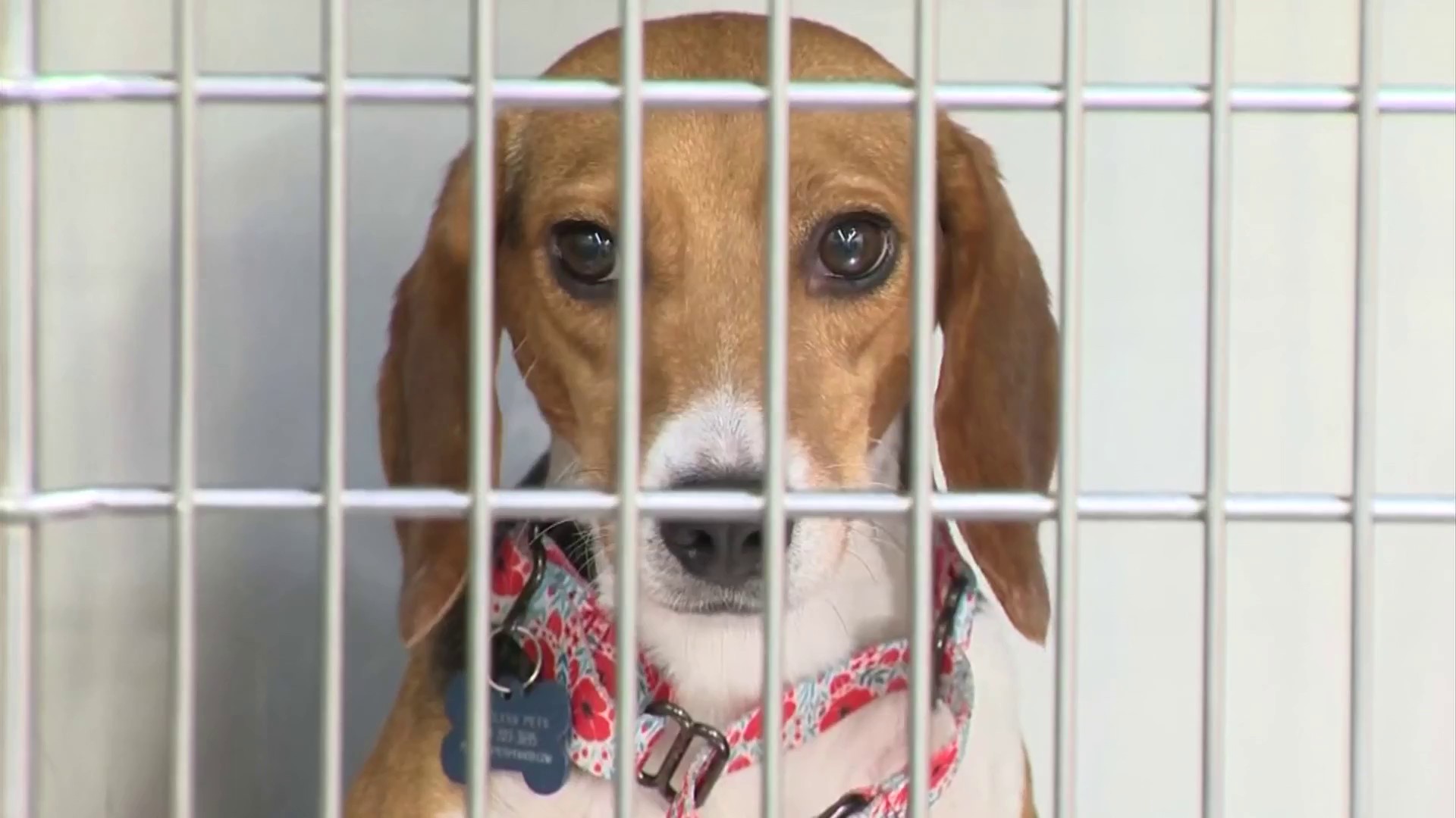 Clear the Shelters: Hundreds of local adoptable pets need forever homes