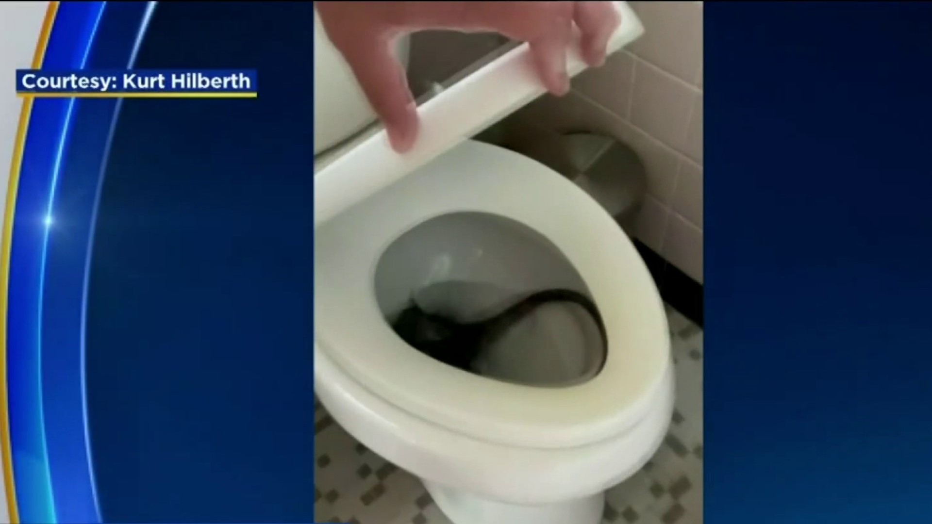 South Fla. man finds iguana in toilet bowl: 'I thought I was in