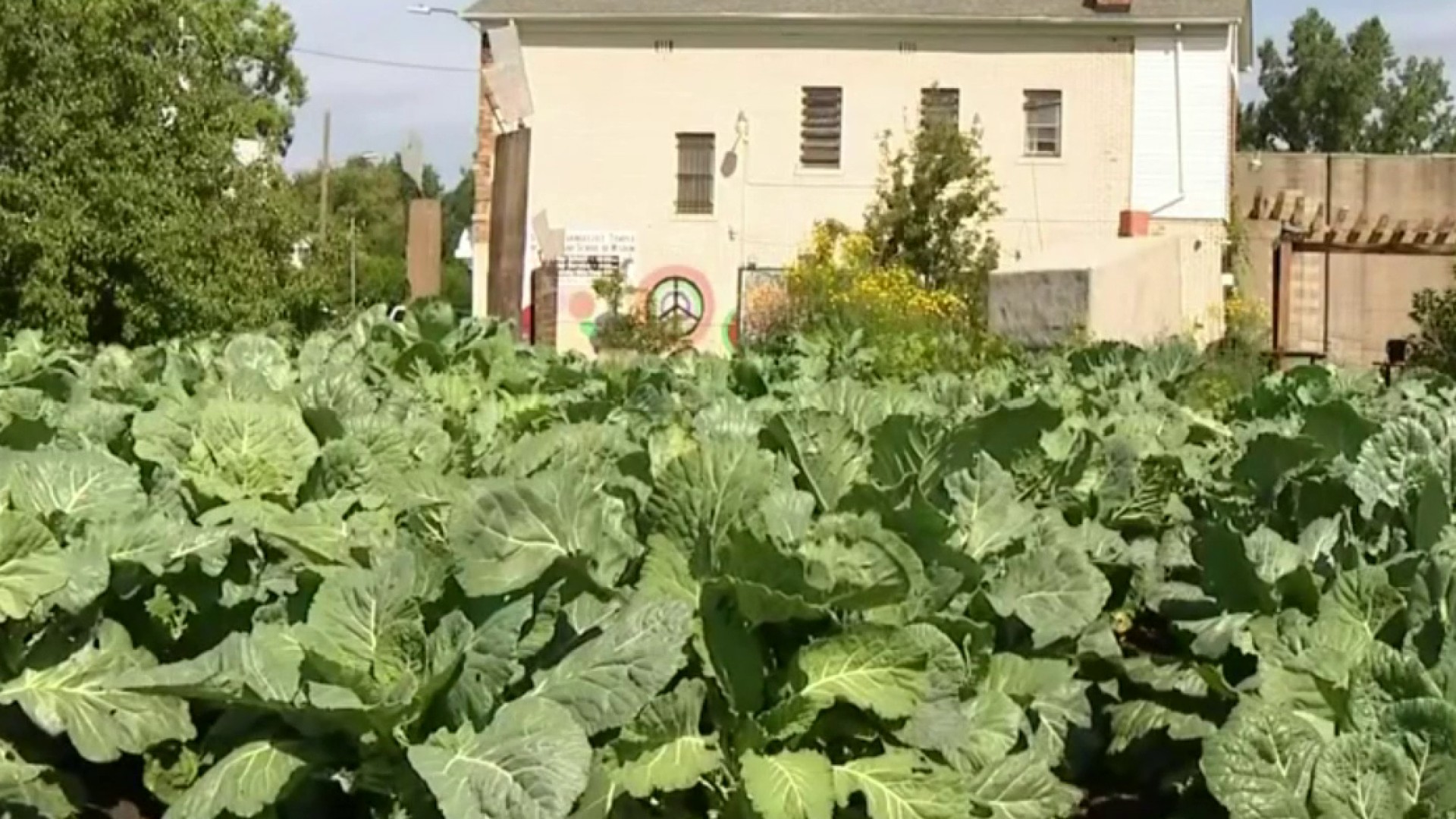 Fern Kitchen - We are harvesting cases of fresh collard greens for this  weekend 🥬🥬🥬 grown with organic practices! Please reach out if you're  interested #collards #collardgreens #organic #eatorganic #eathealthy  #eatyourgreens #smallfarm #