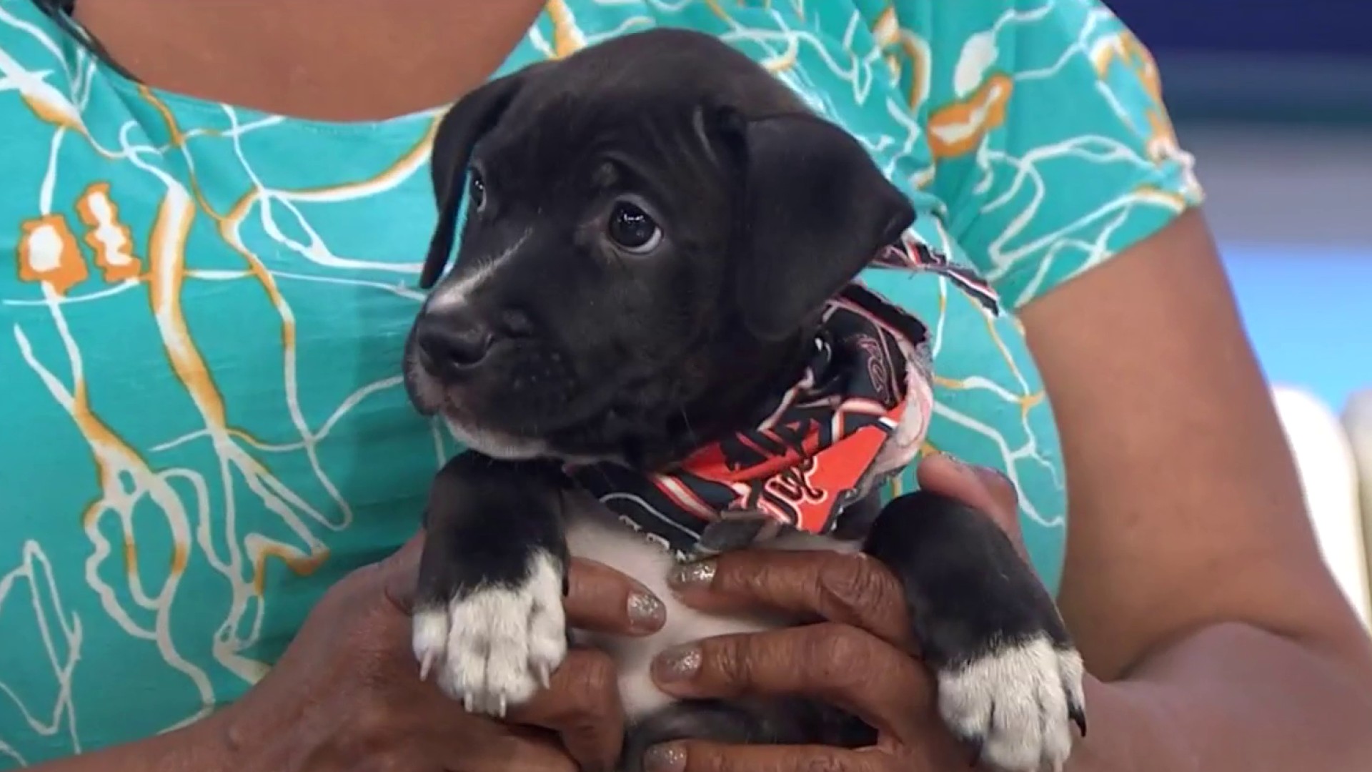 These adorable NFL dogs are winning National Puppy Day