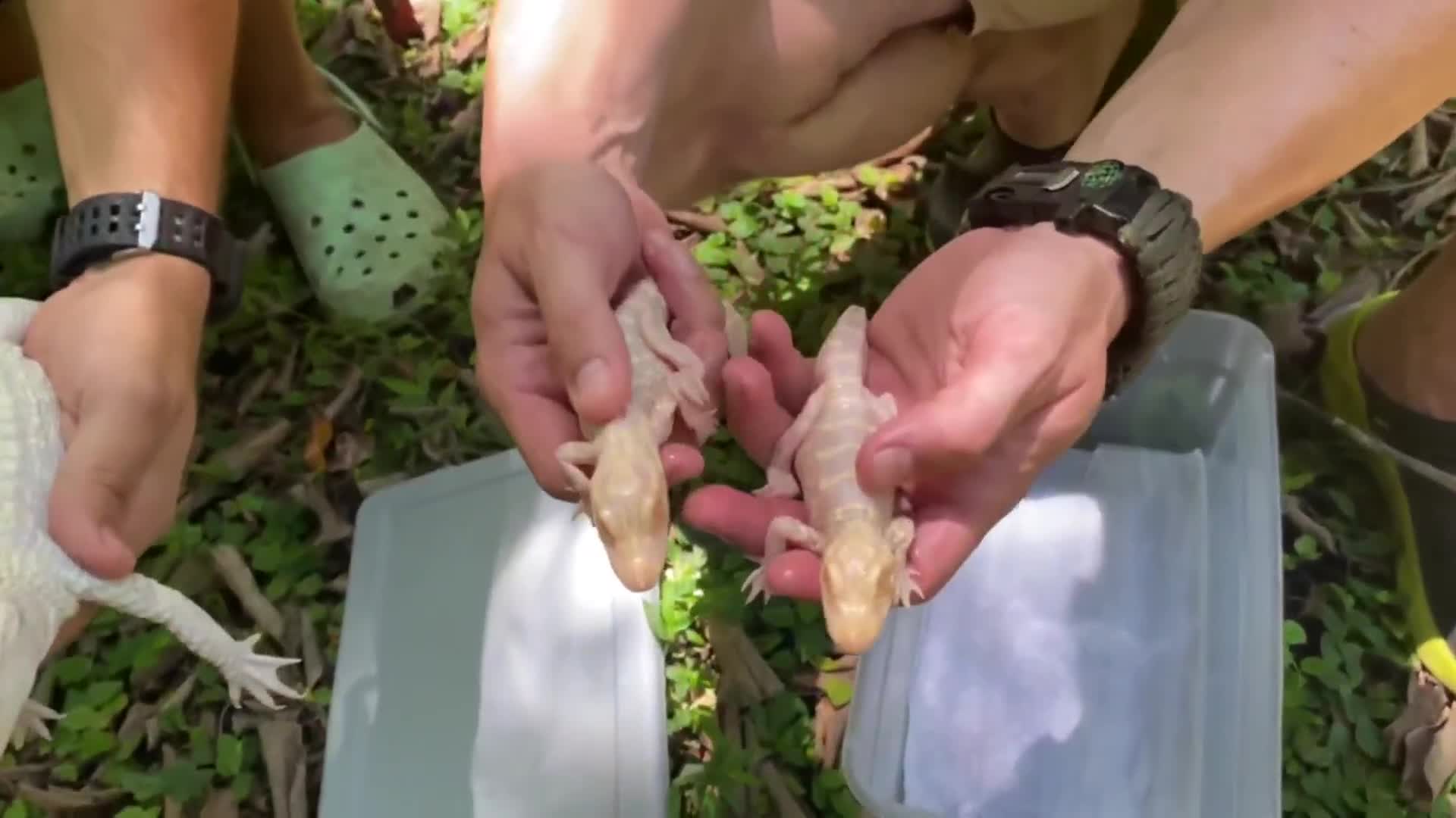 Rare albino alligator babies hatched at Wild Florida