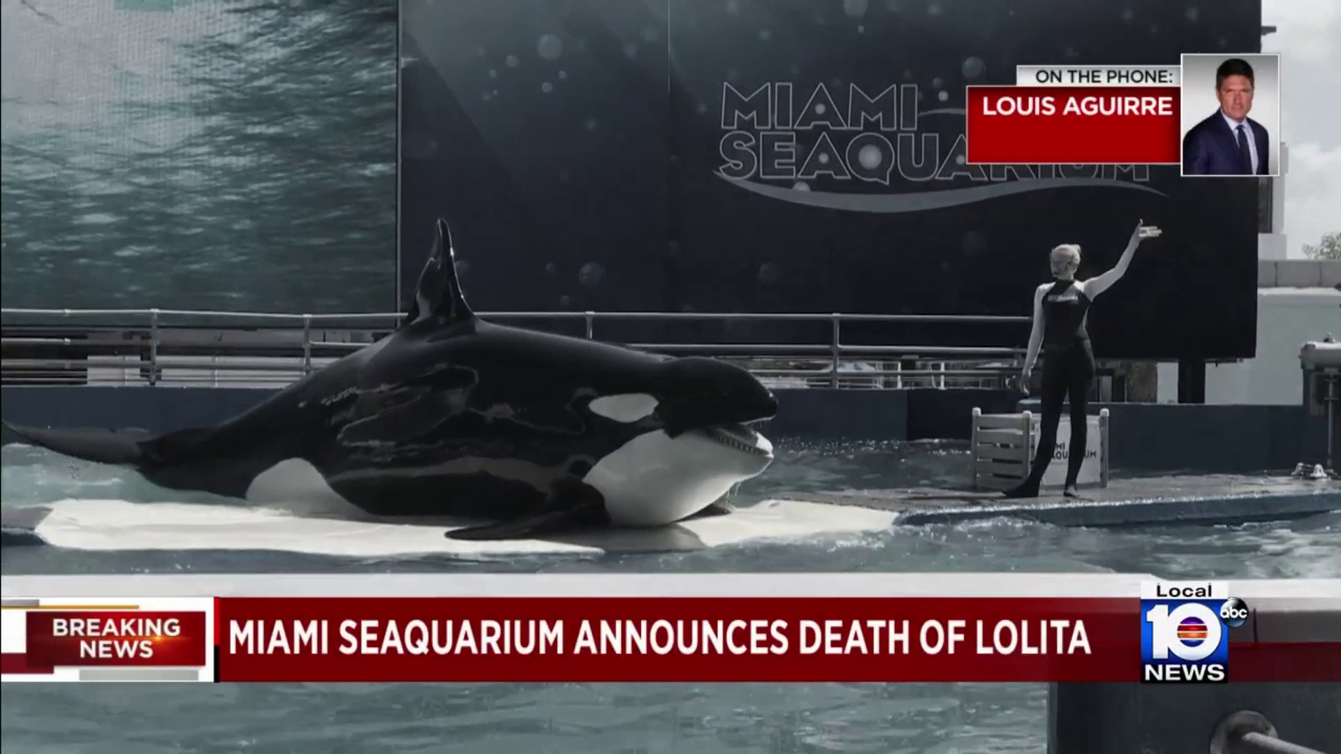 Las Vegas Strip dolphin attraction shut down as 3rd animal has died - Las  Vegas Sun News