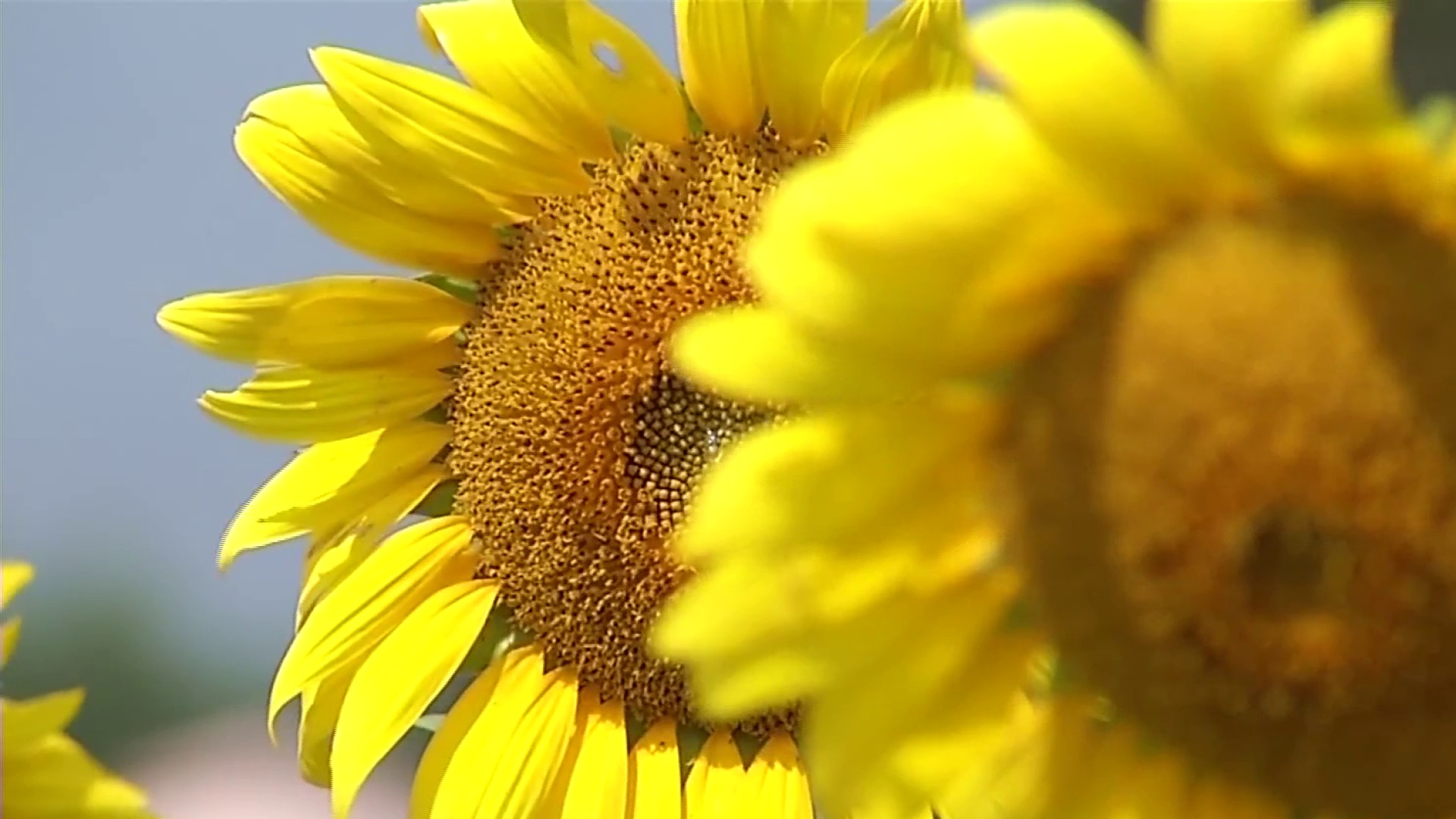 Philadelphia Eagles Sunflower