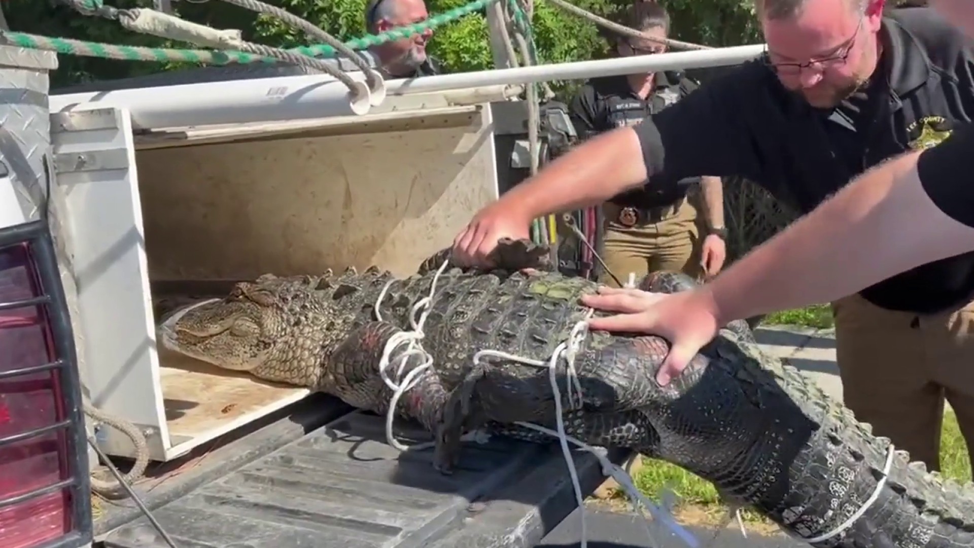 See ya later, alligator: Video shows SRO wrangle 7-foot gator at Florida  middle school drop-off