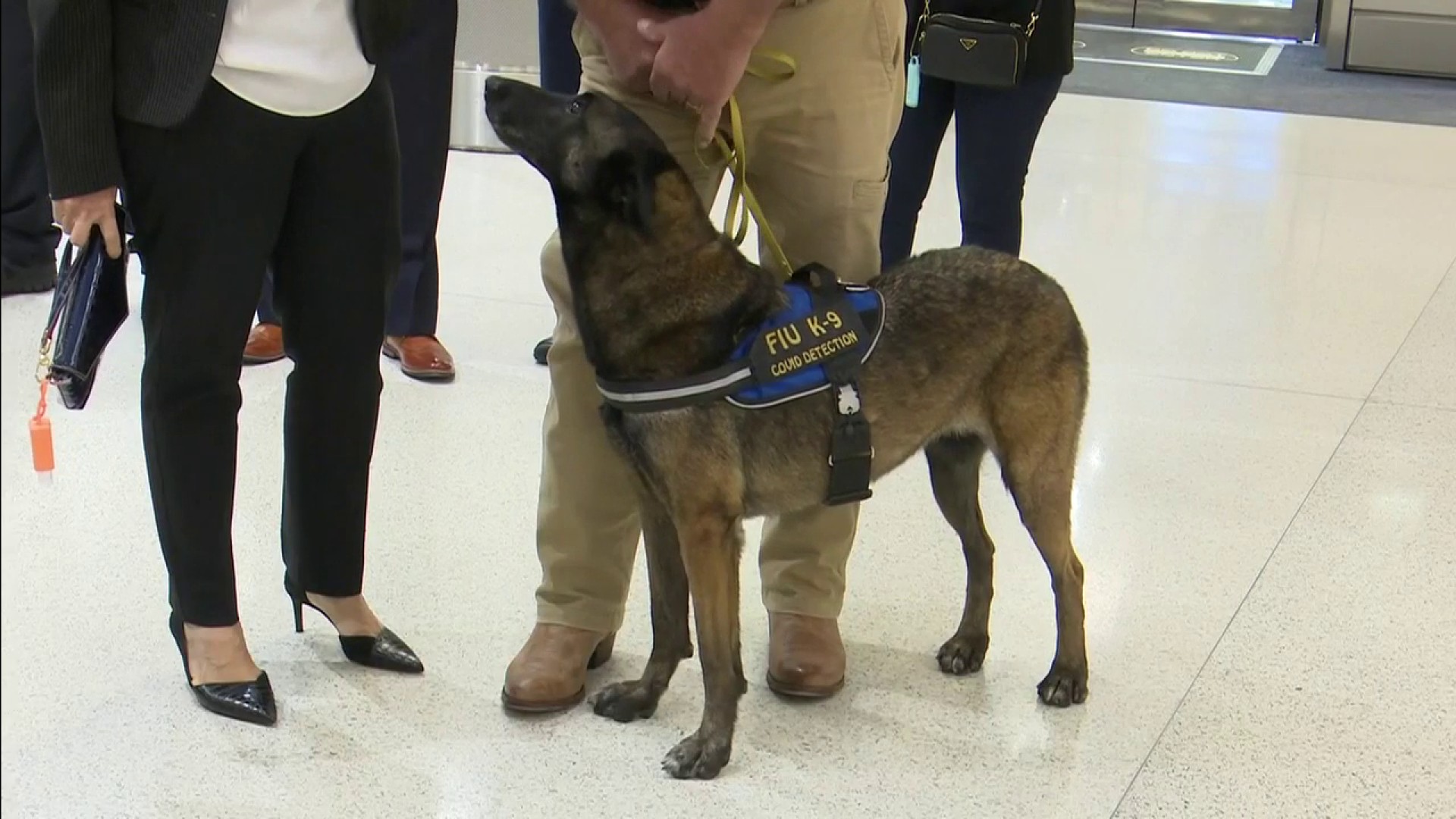 what do dogs sniff for at the airport