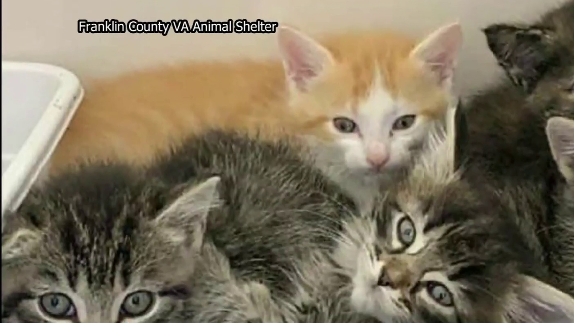 Community members adopt all cats that were set to be euthanized from  Franklin County shelter
