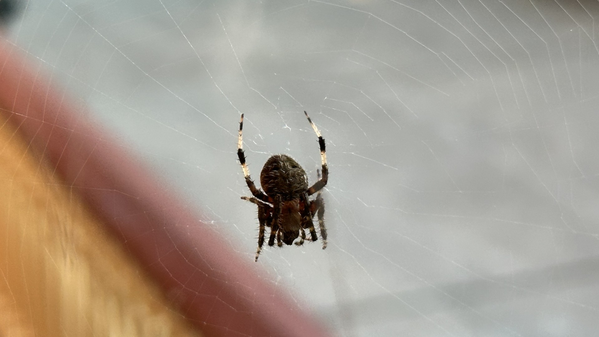 Common House Spiders You May Notice During Winter