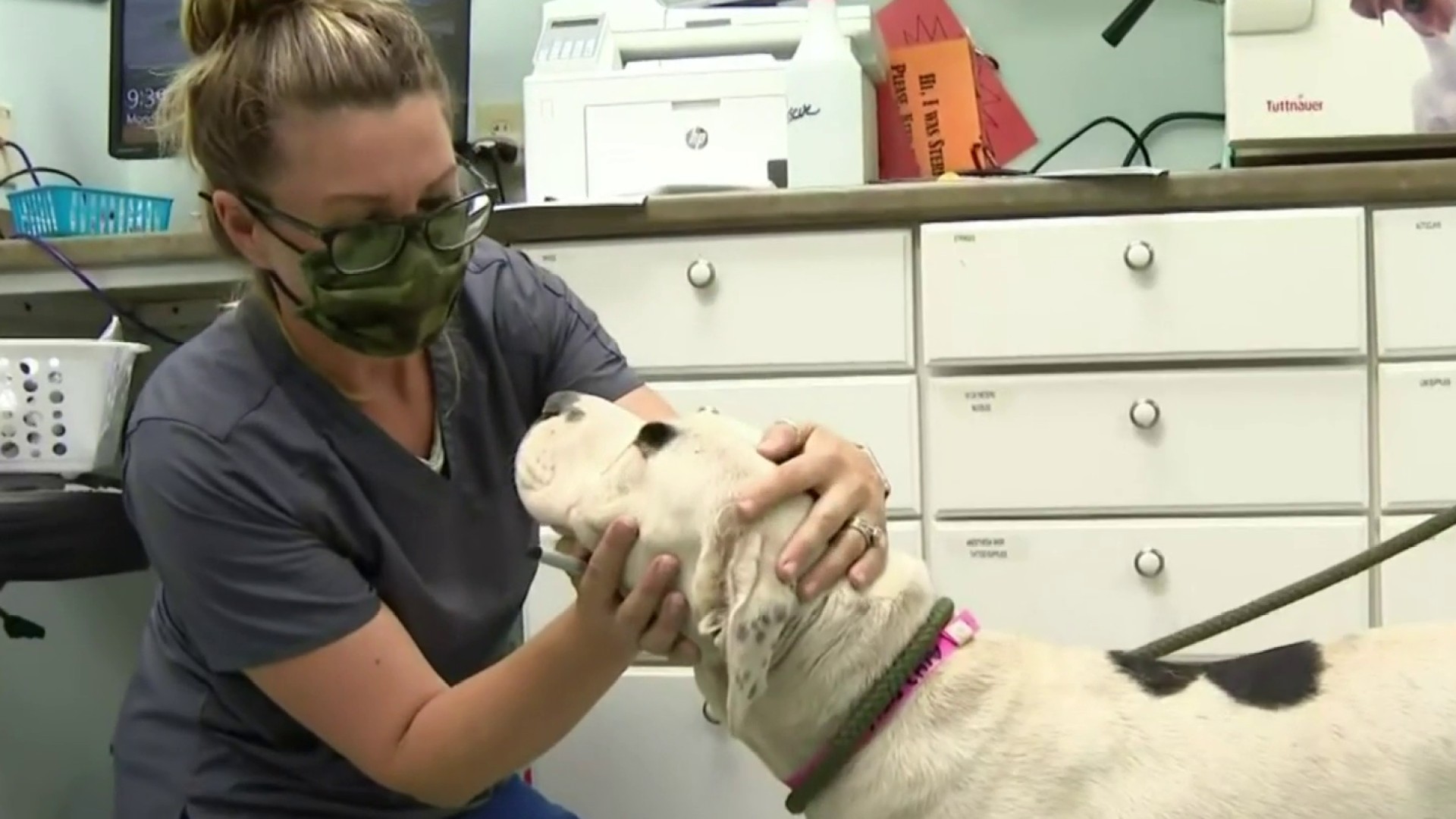 What Detroit Animal Care and Control is doing to help dogs in need