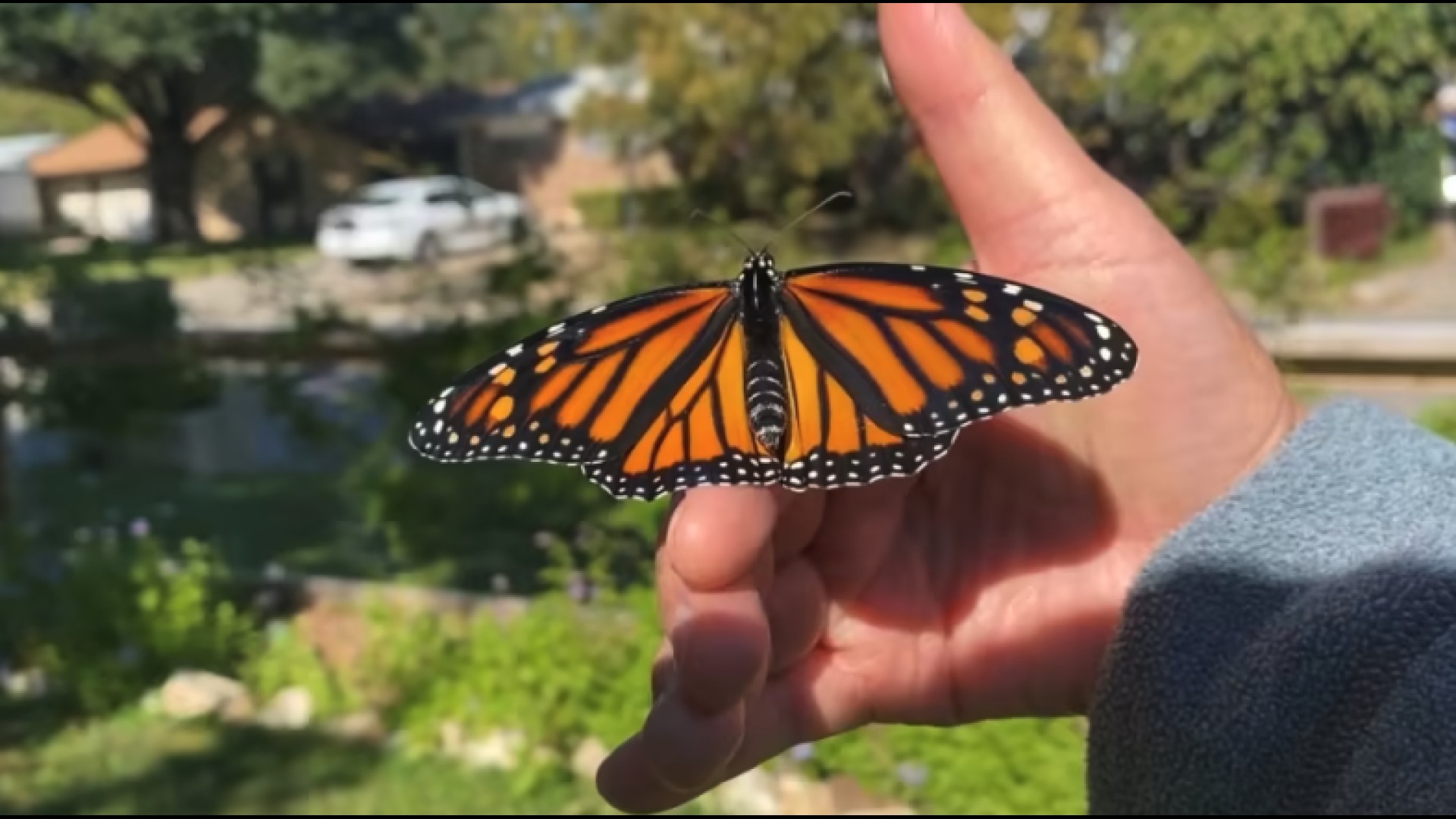 New study suggests monarch butterfly population doing OK despite