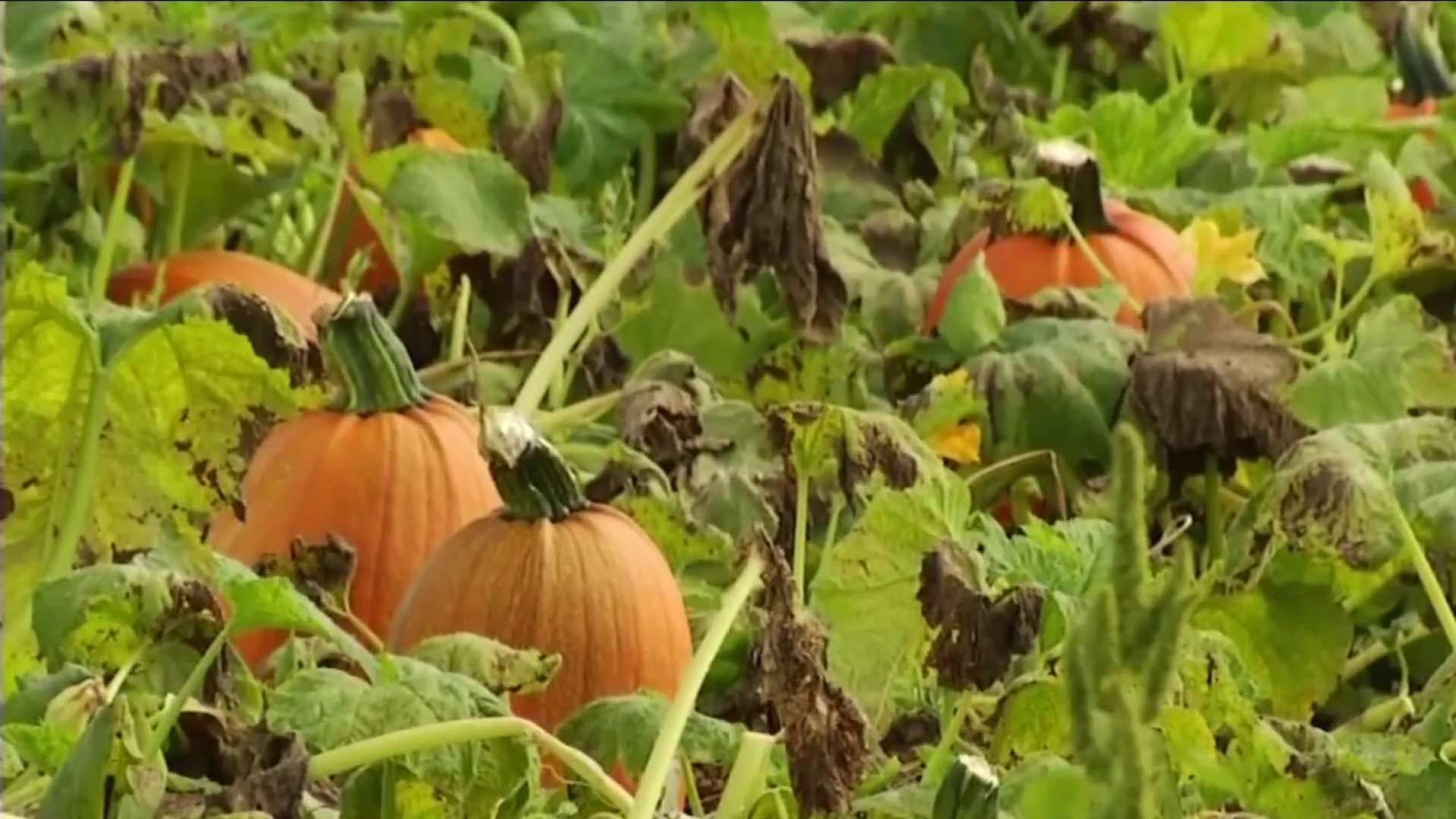 paradise pumpkin patch