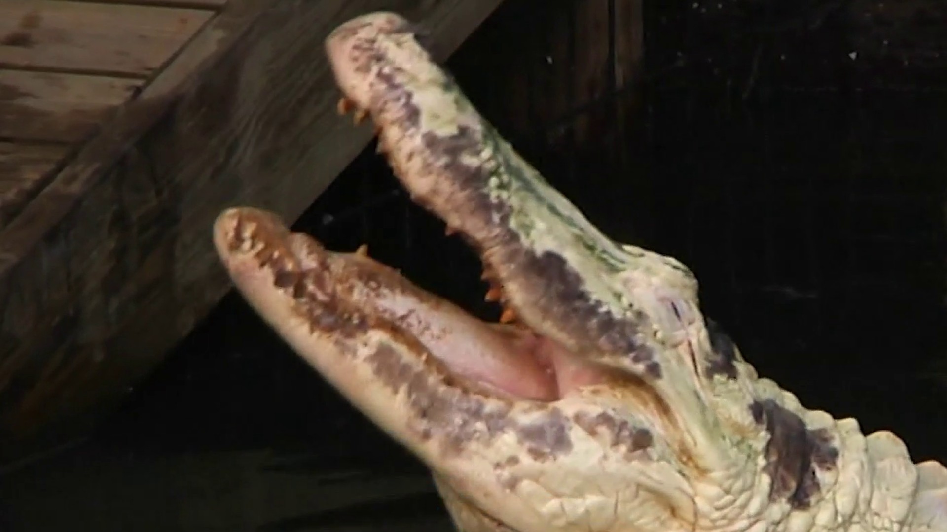 Differences Between Albino and Leucistic Crocodiles and Alligators