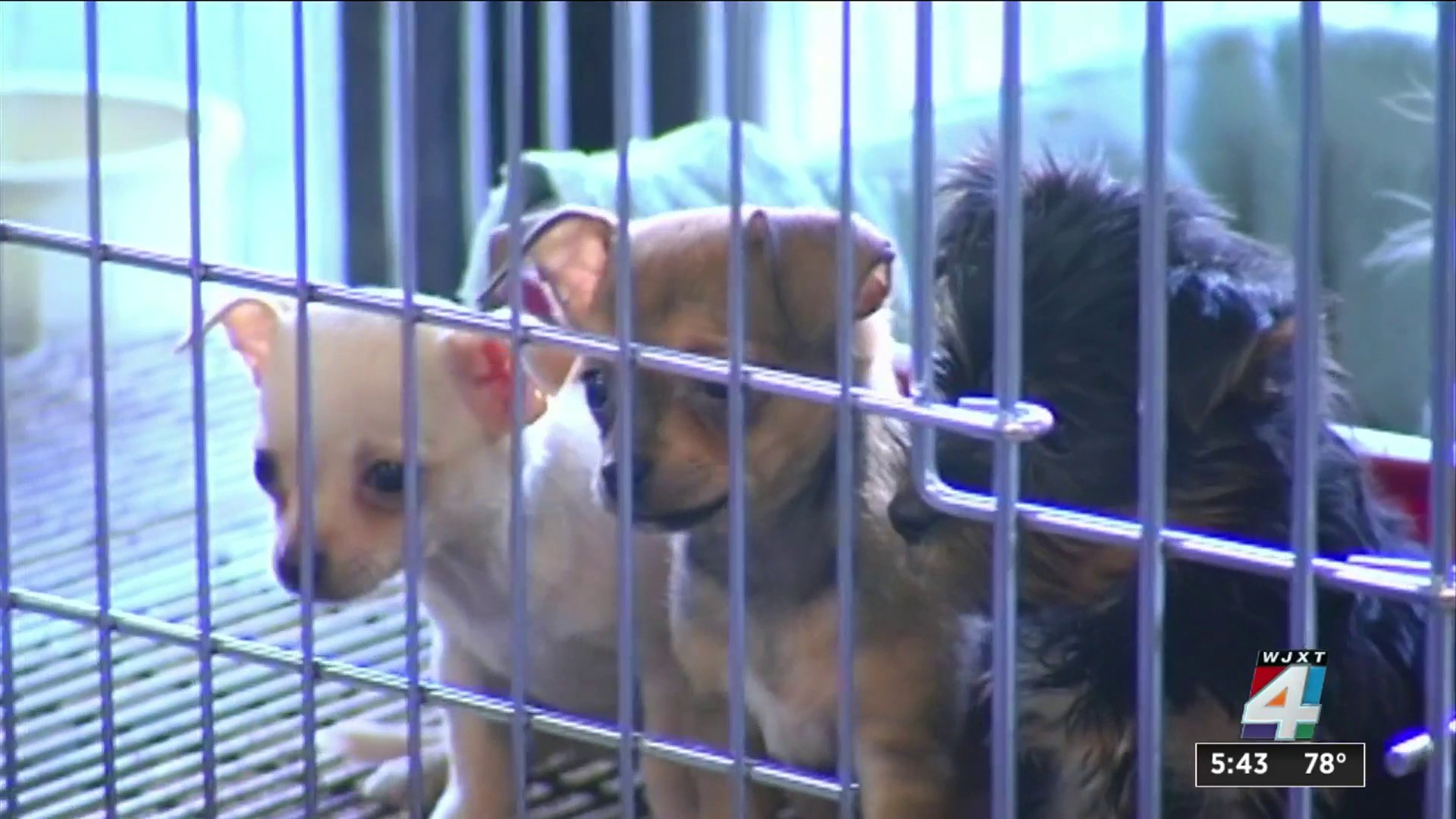 New bill would ban retail sale of dogs, cats