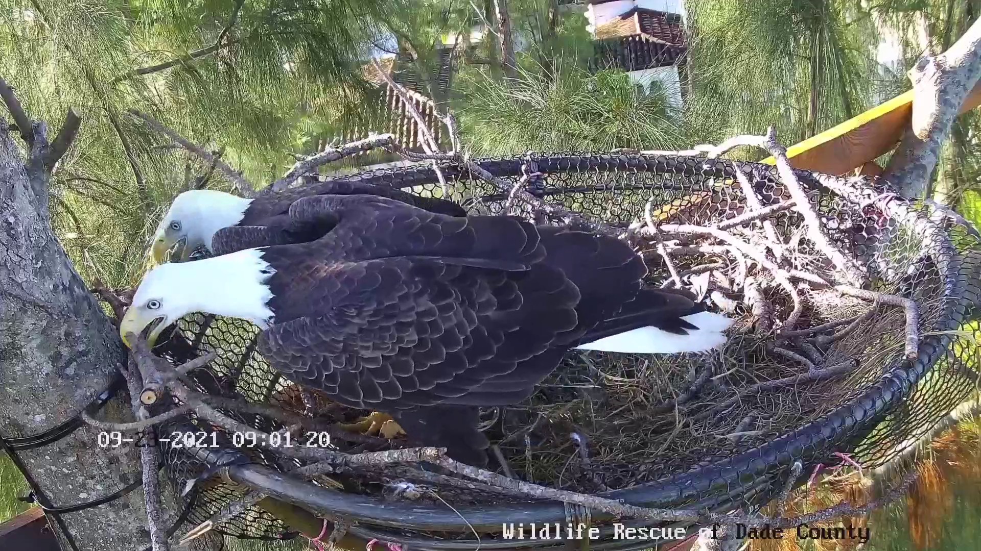 Bald eagle cam goes live: Couple starts to build nest in Miami-Dade