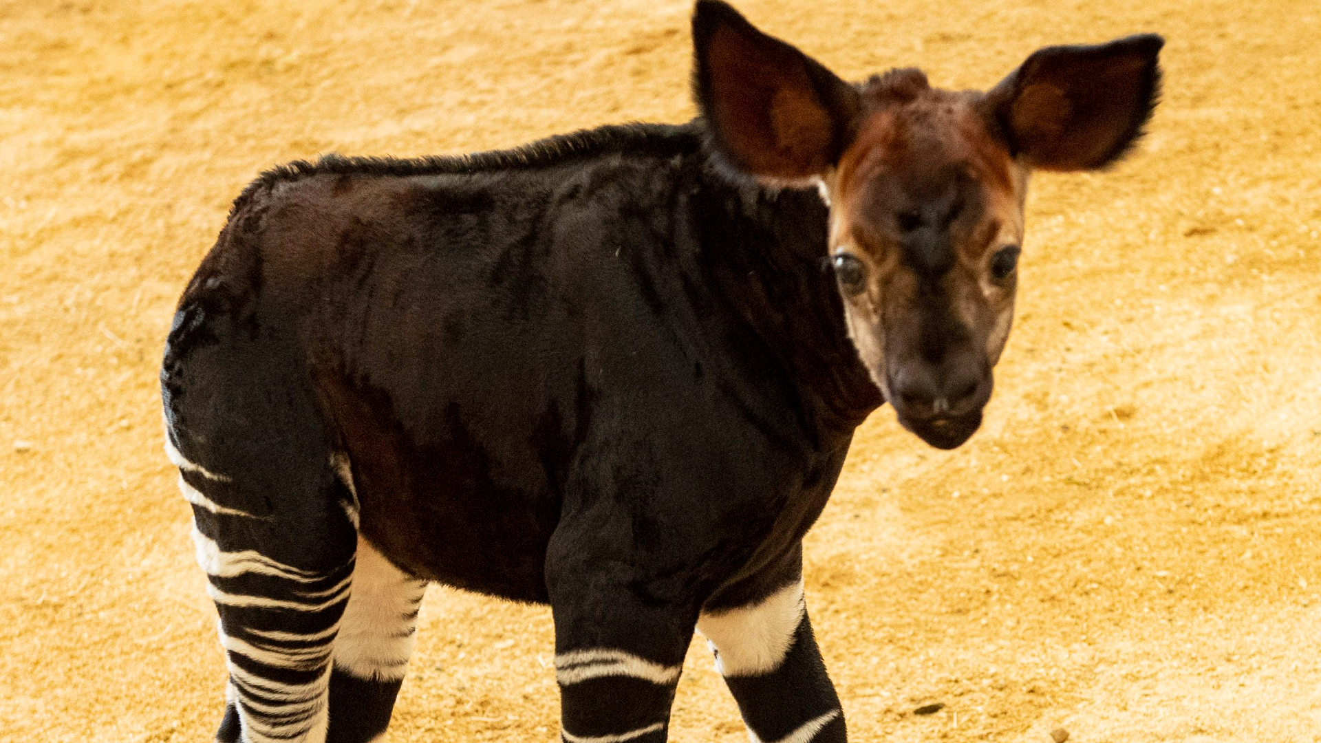 Disney's Animal Kingdom Lodge welcomes baby okapi