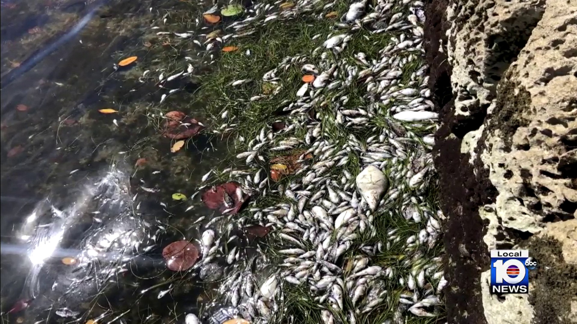 Fish survive after foul ball causes leak in Marlins Park aquarium