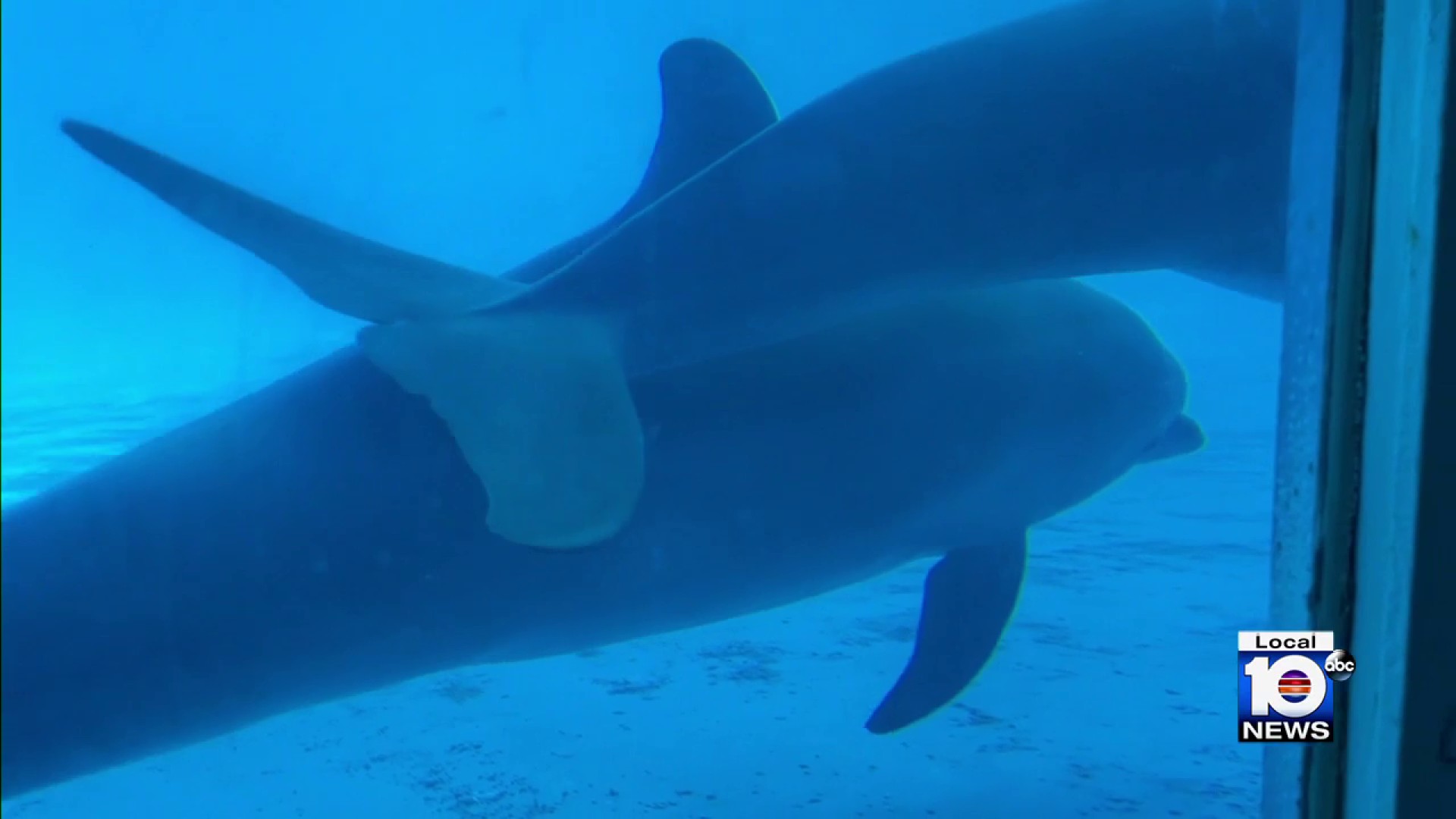 Dolphins at Miami Seaquarium became more aggressive after 'abrupt' diet  cuts, federal inspectors find