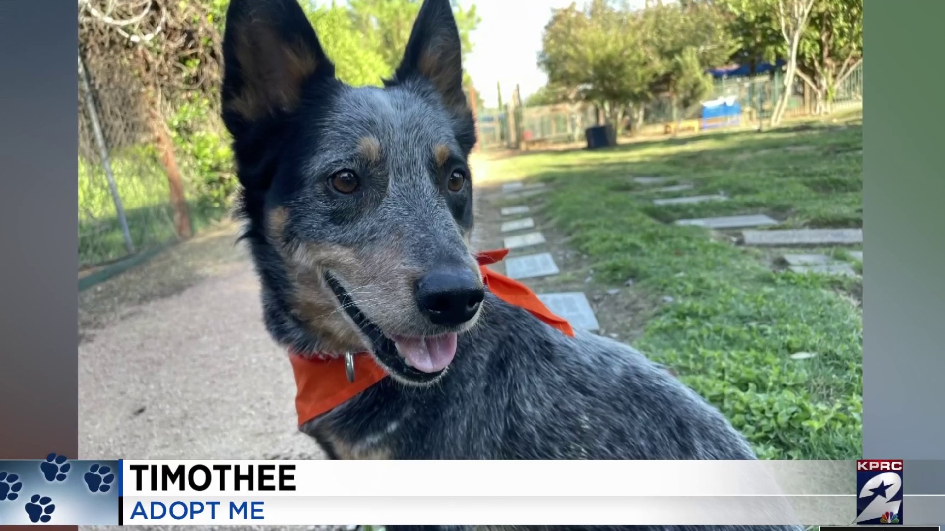 10 Things You Need To Know Before Adopting An Australian Cattle Dog