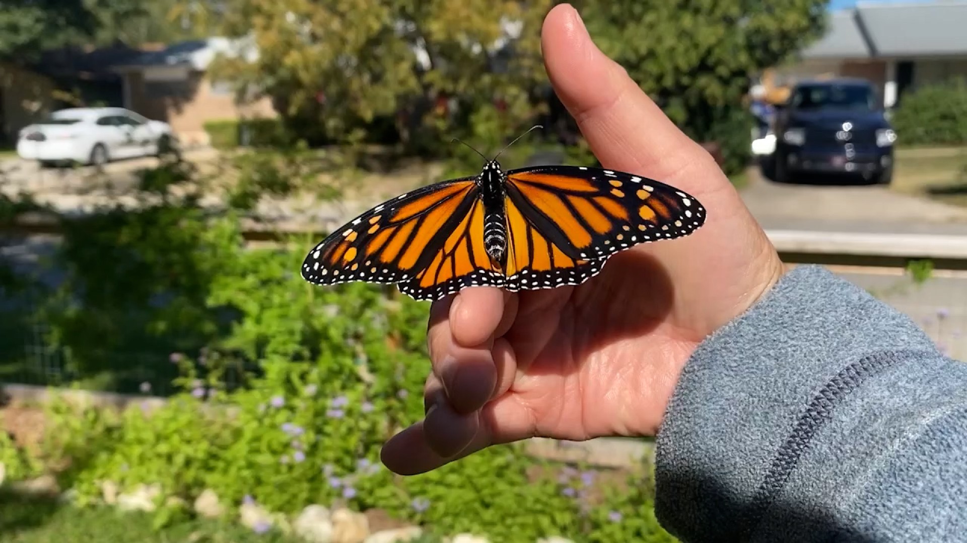 Far fewer monarch butterflies are migrating through Texas this