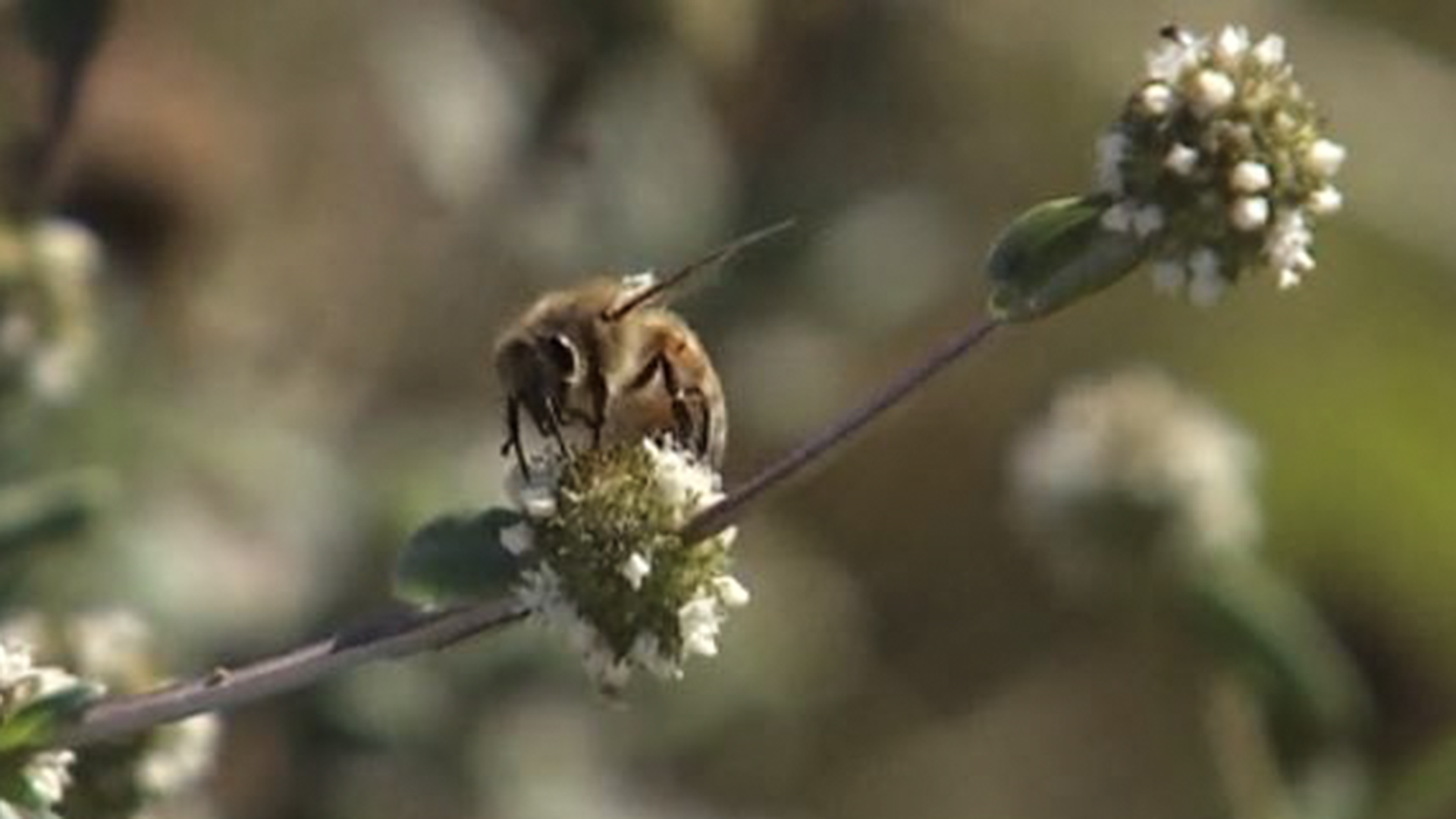 Bumblebee Gifts For Friends & Loved Ones - Revive A Bee