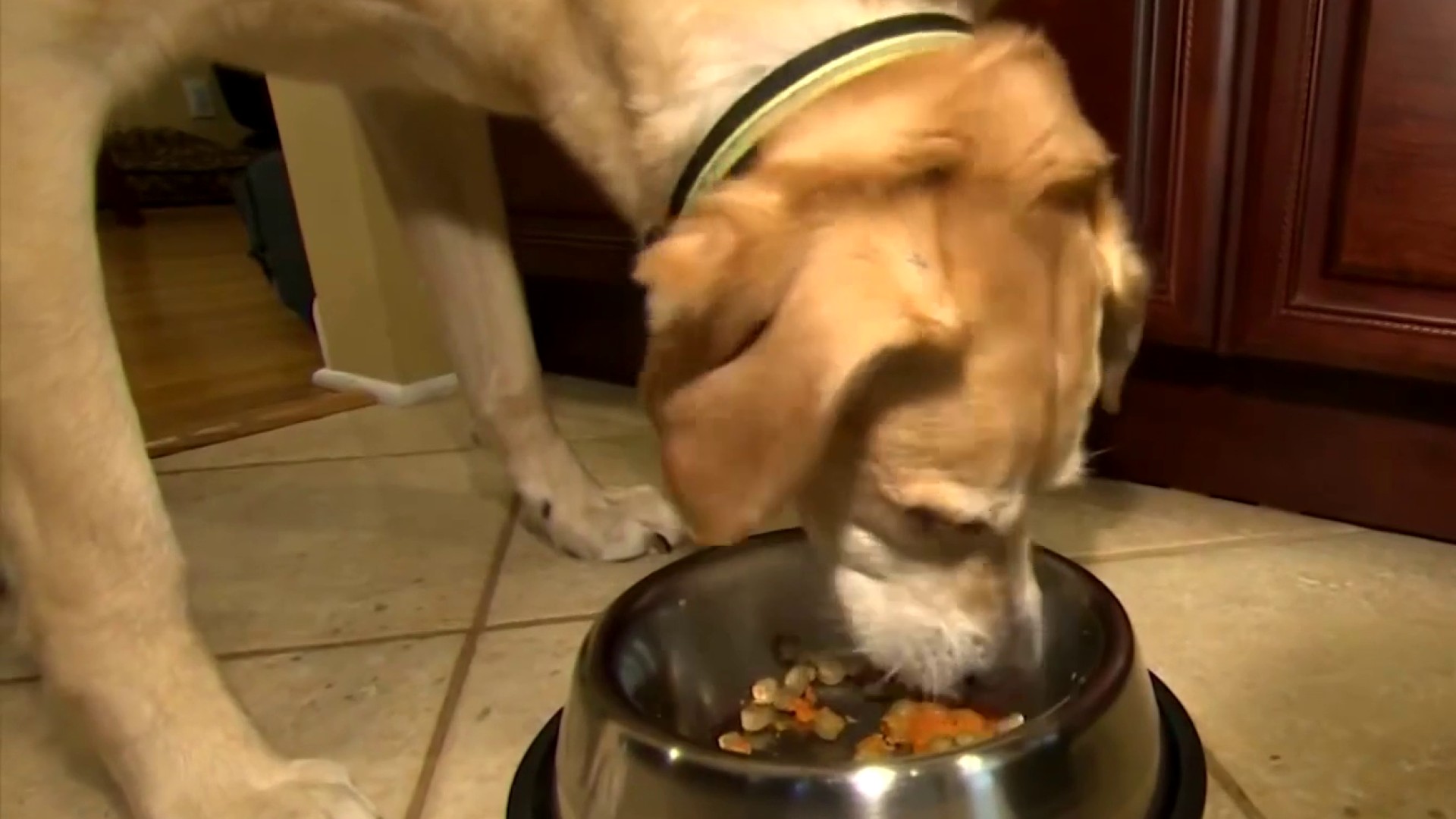 Could Your Dog's Water Bowl Make Him Sick? Here's What You Need To Know