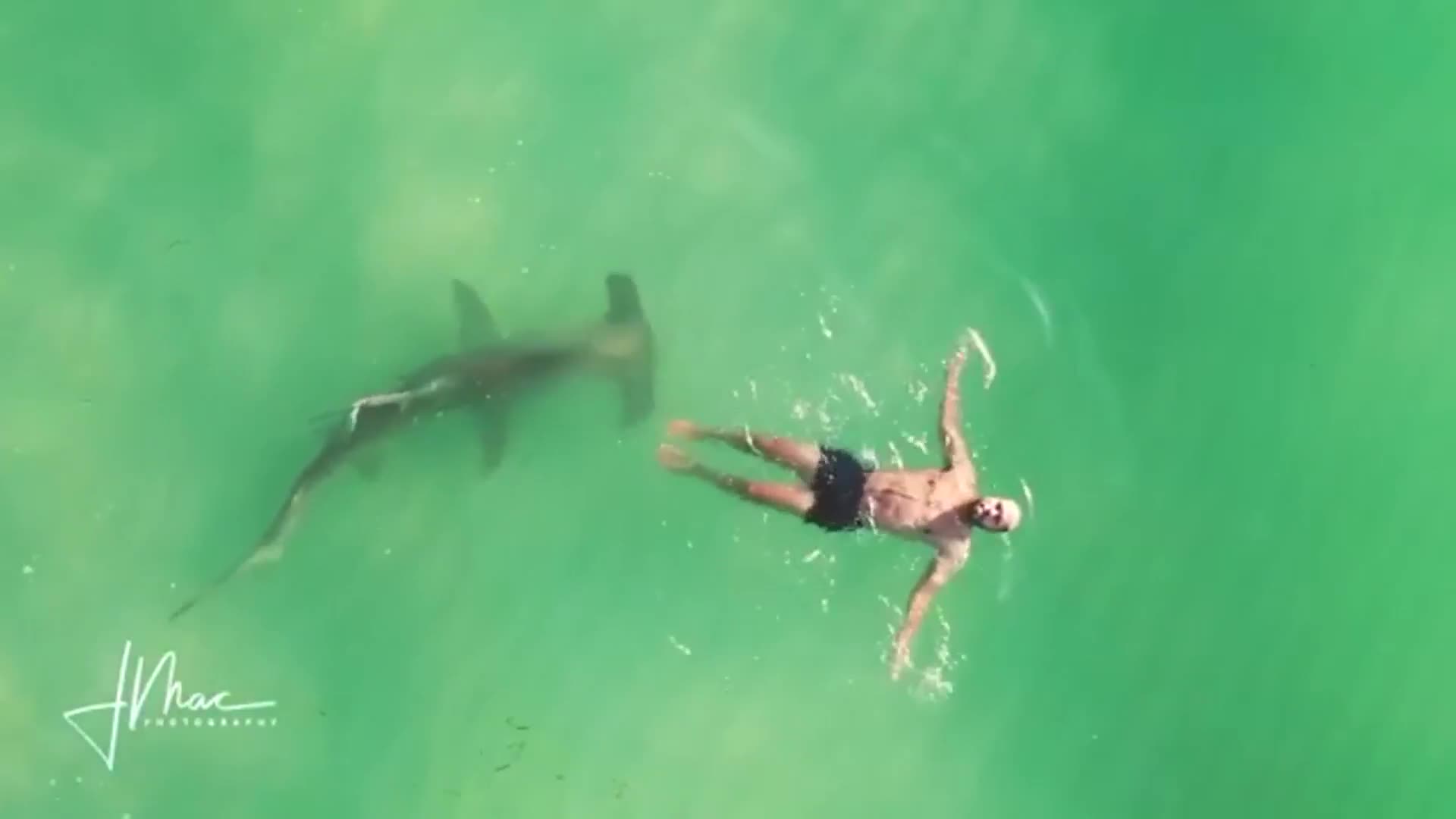 Insane video reveals huge hammerhead shark circling clueless swimmer Florida