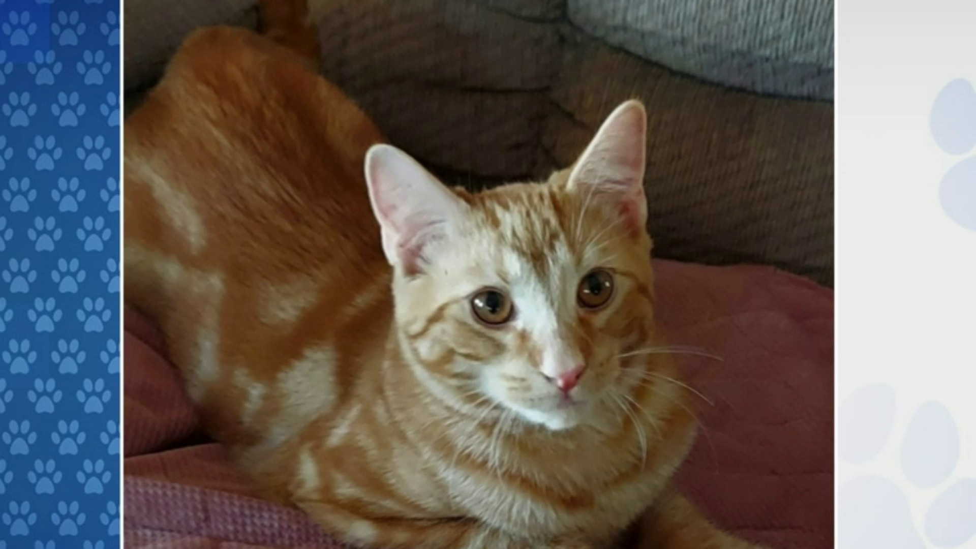old orange cat