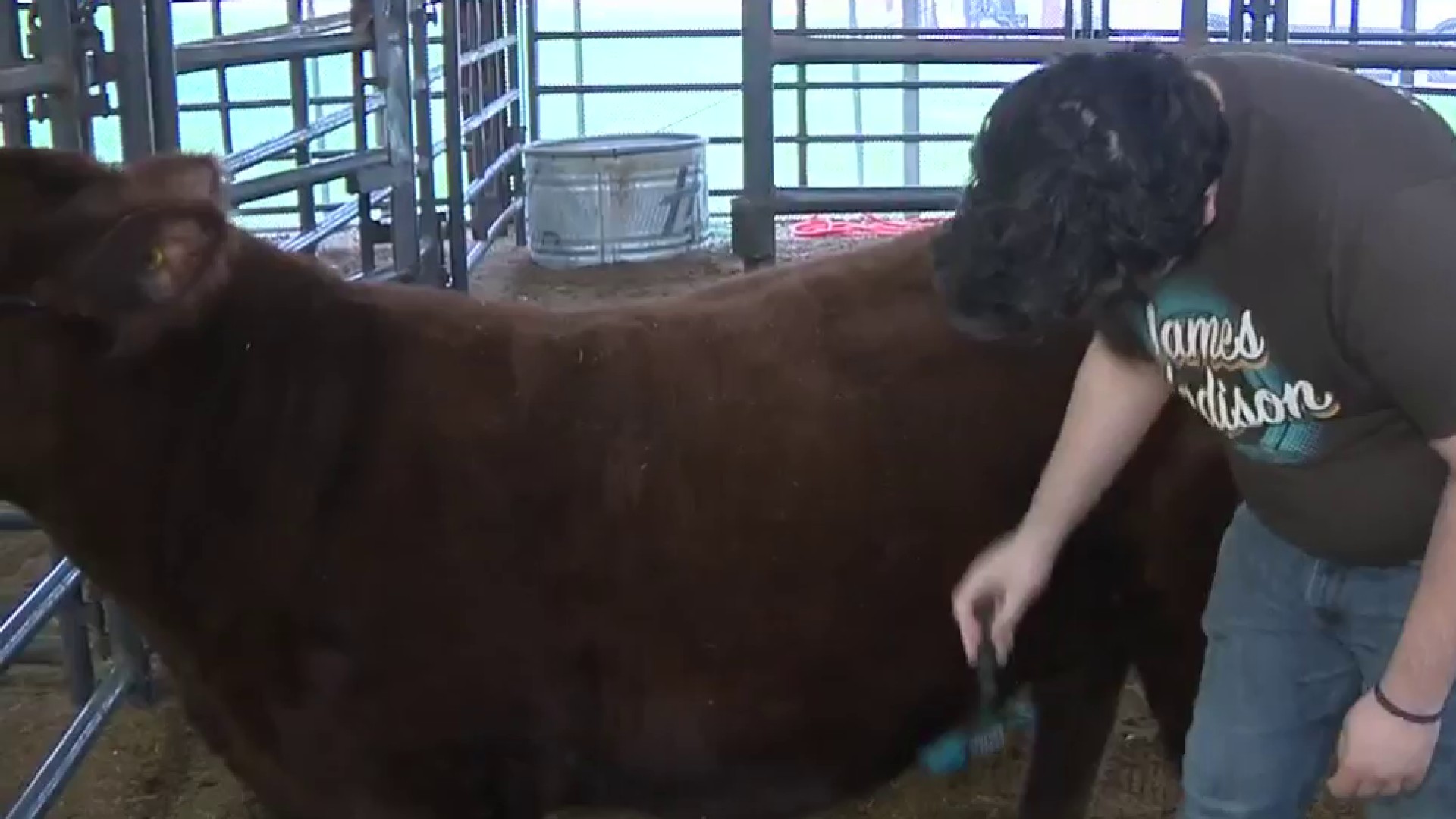 Agriscience Magnet Program Students Raise Livestock Animals Get Ready To Showcase Them