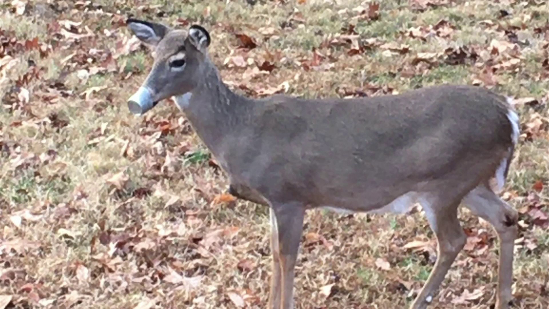 We're loving our wildlife to death': Officials warn of feeding wildlife  after deer found with can stuck on nose