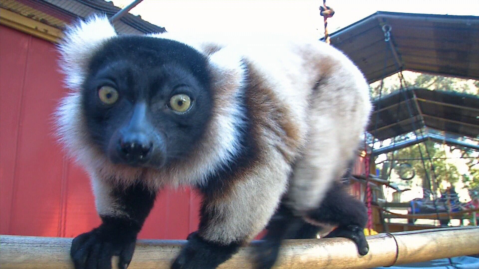 Chase Animal Rescue Sanctuary offers save haven for lemurs, exotic animals