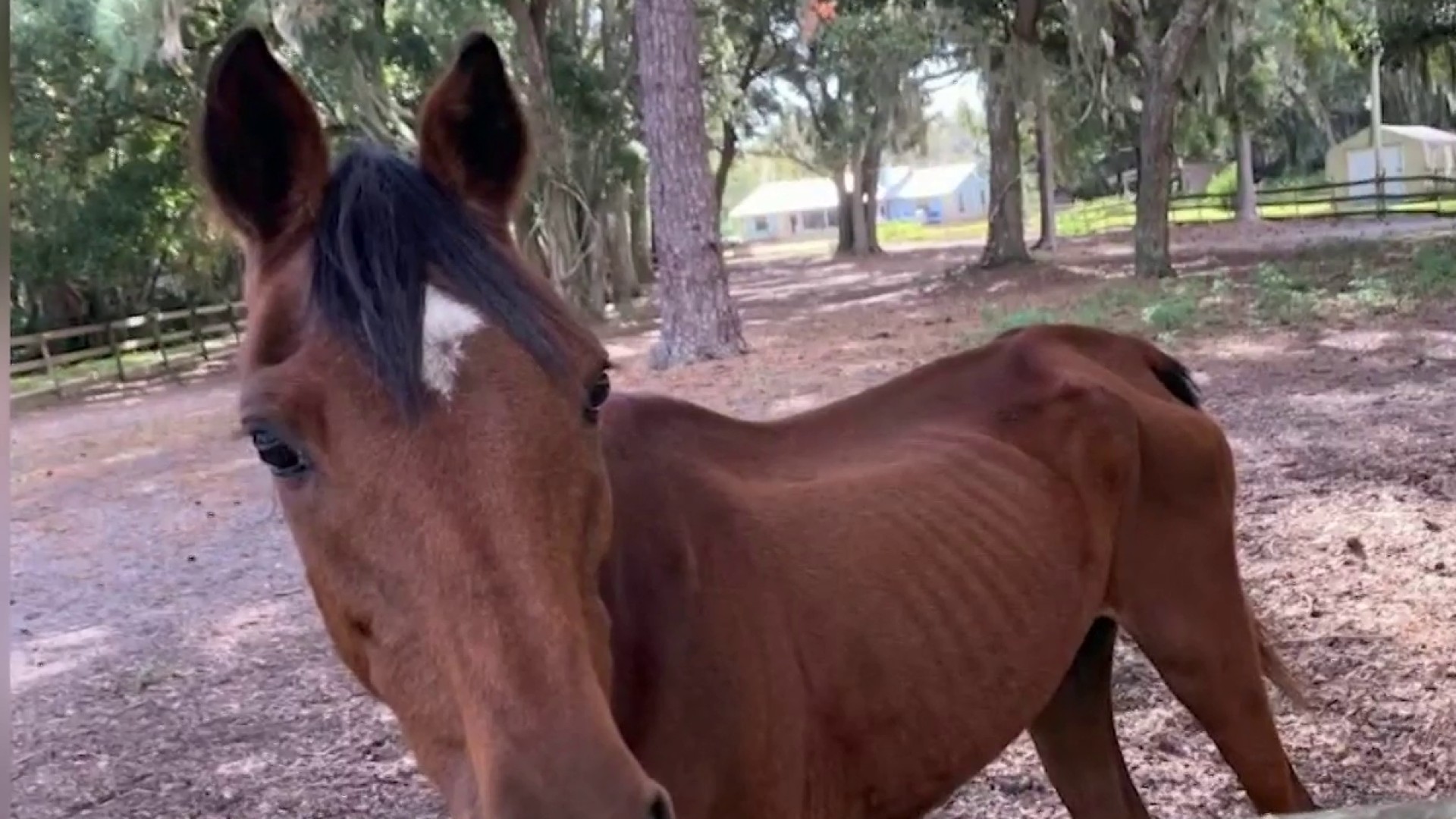 Malnourished Horses Went At Least Two Weeks Without Food Deputies Say