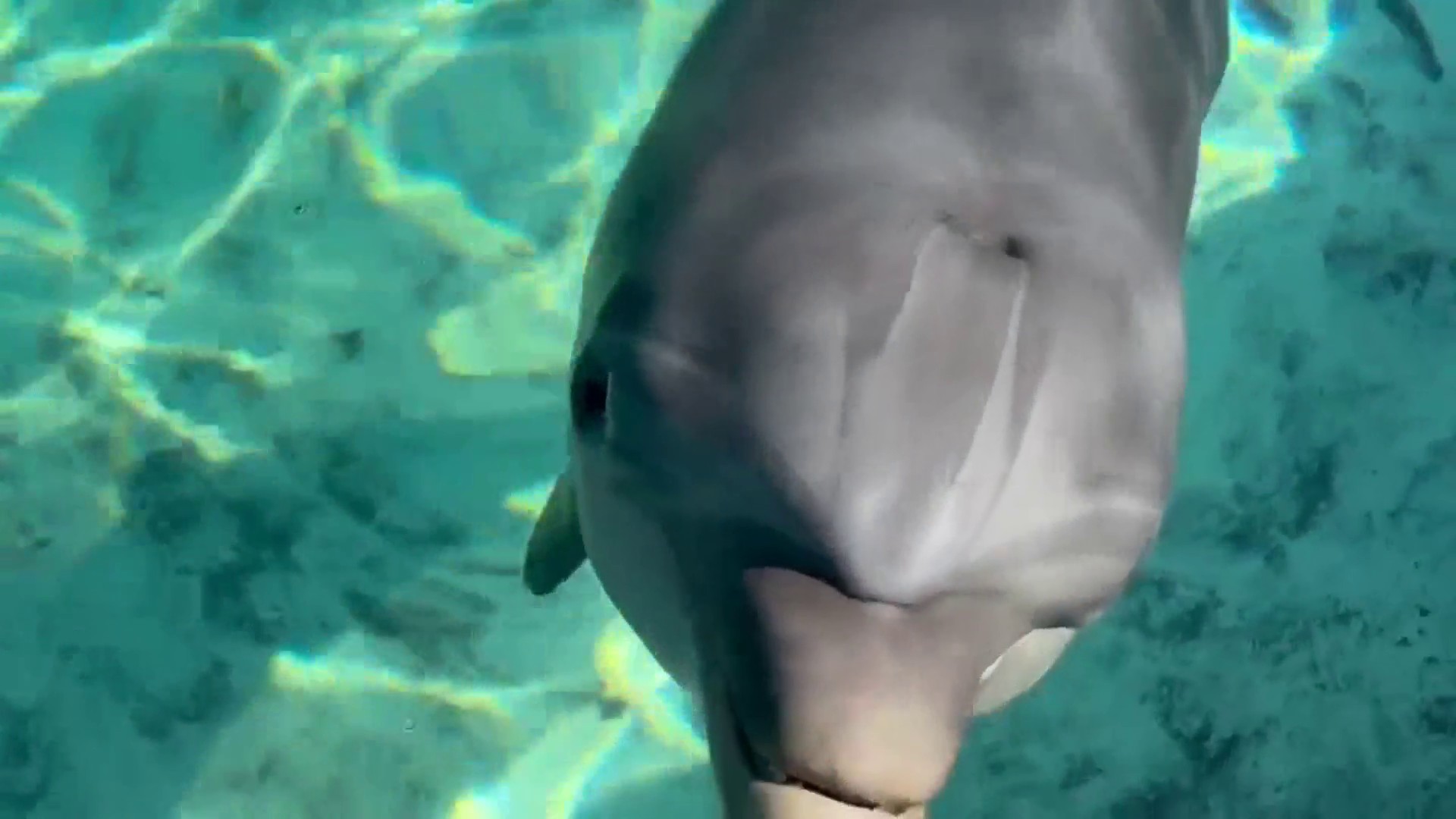 Hope the Dolphin - Clearwater Marine Aquarium