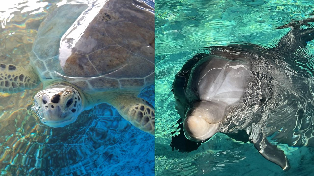 Clearwater Marine Aquarium's Nicholas the dolphin, turtle make World Series  picks