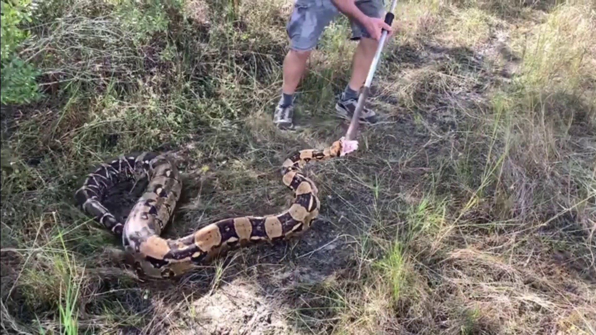 Florida Family Finds Massive Boa Constrictor While Walking Near Their Home