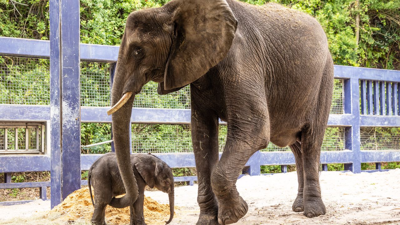 Disney's Animal Kingdom welcomes 1st elephant calf in 7 years