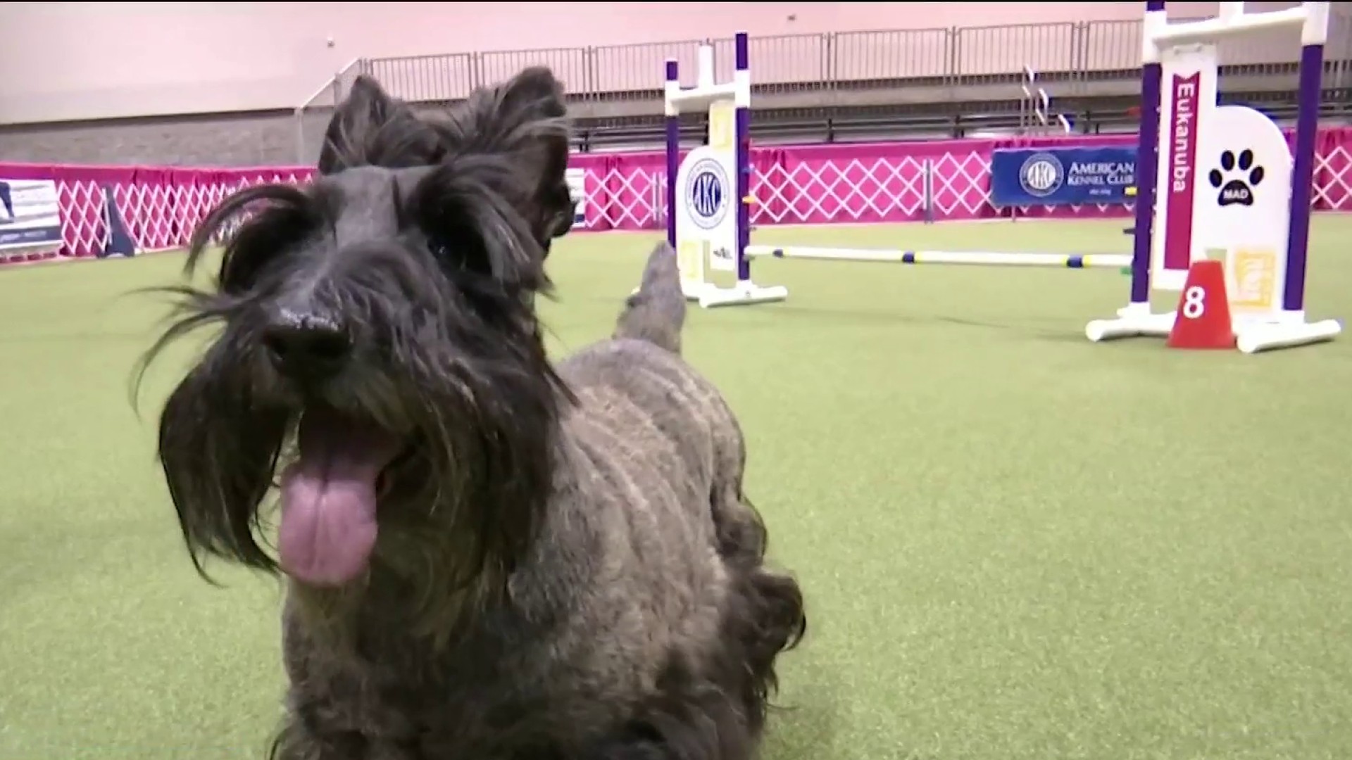 Eukanuba Dog Show 2024 Orlando Airport Cloe Melony