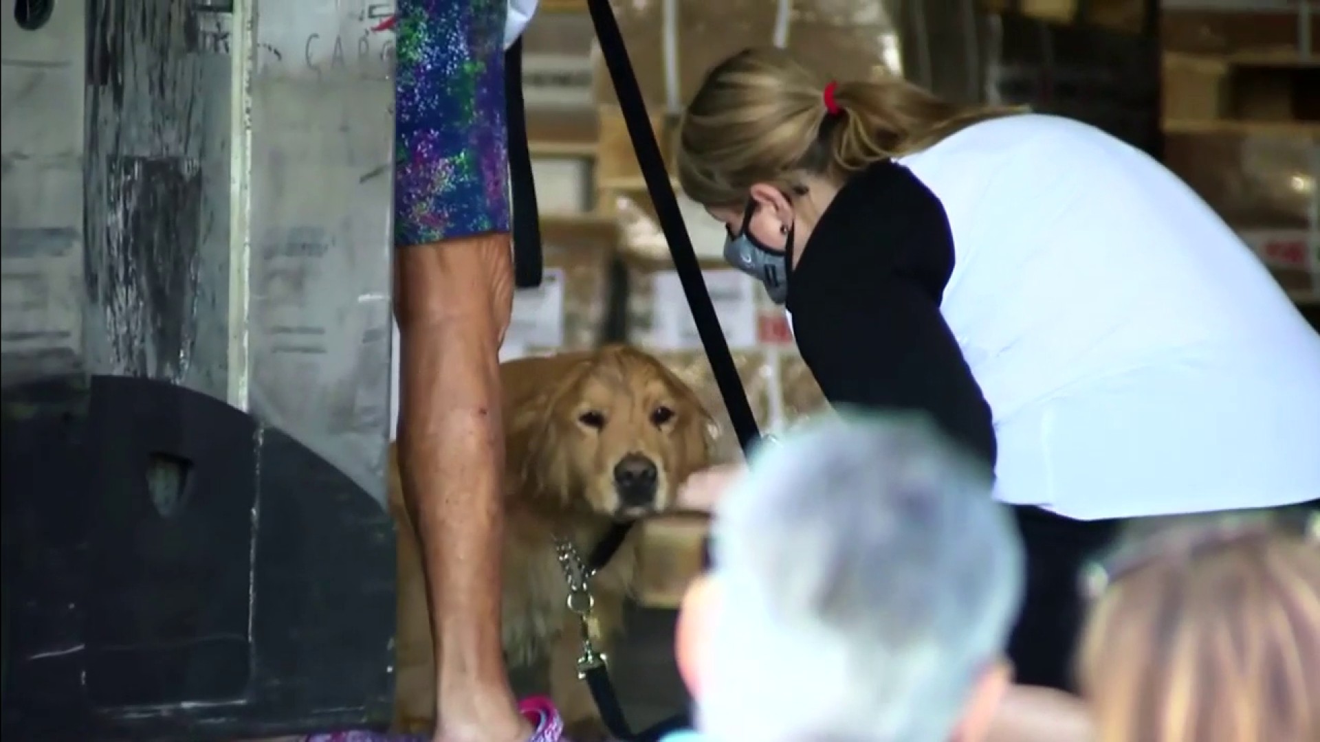 20 Golden Retrievers Saved From Slaughter Arrive In Miami From China