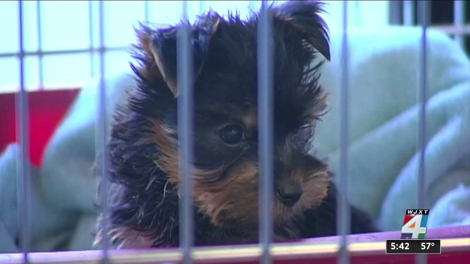Battle over pet stores heating up in Florida Capitol